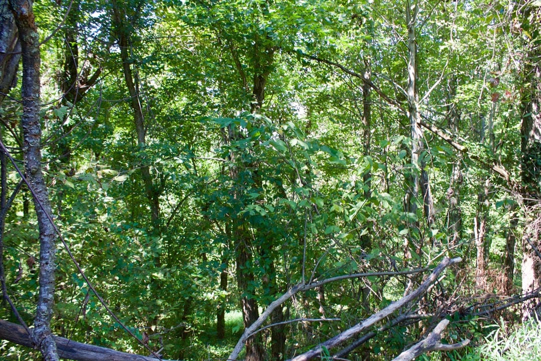 Heritage Hollow Tract 1 photo 16