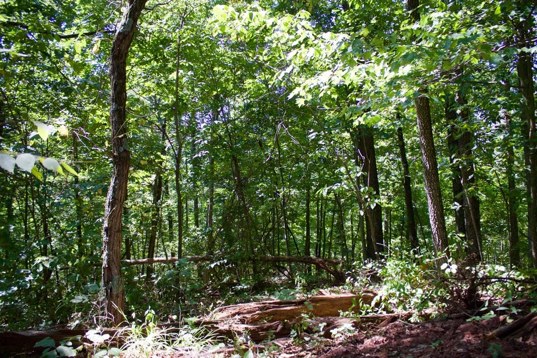 Heritage Hollow Tract 1 photo 17