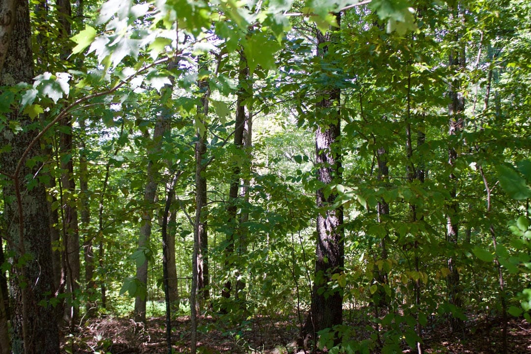 Heritage Hollow Tract 1 photo 18