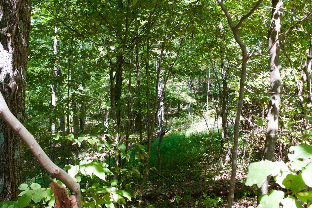 Heritage Hollow Tract 1 photo 19