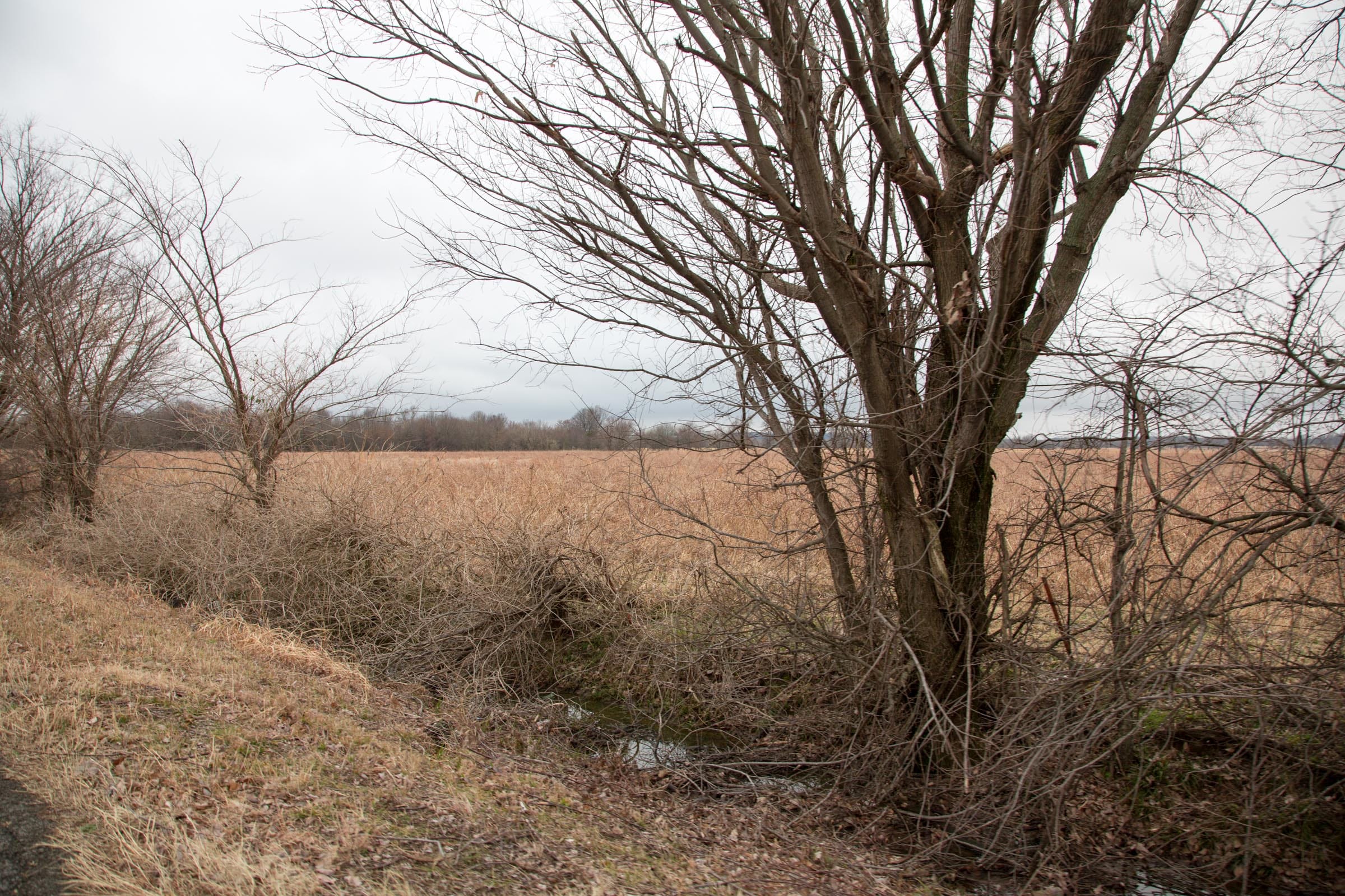 Canadian Plains Tract 11 photo 4