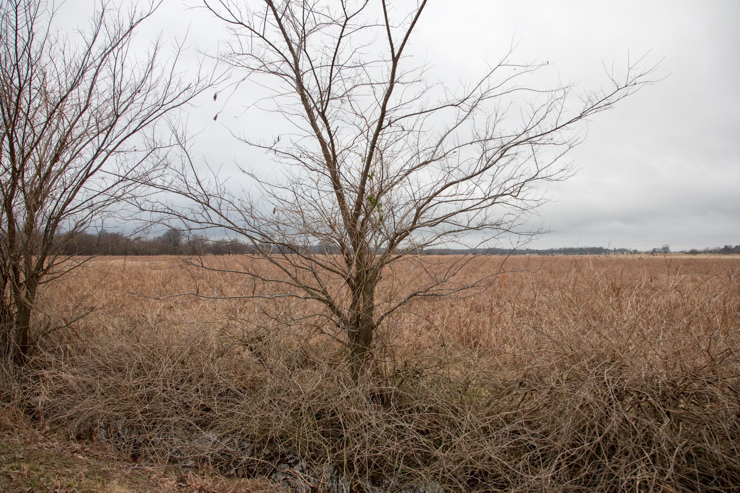 Canadian Plains Tract 11 photo 6