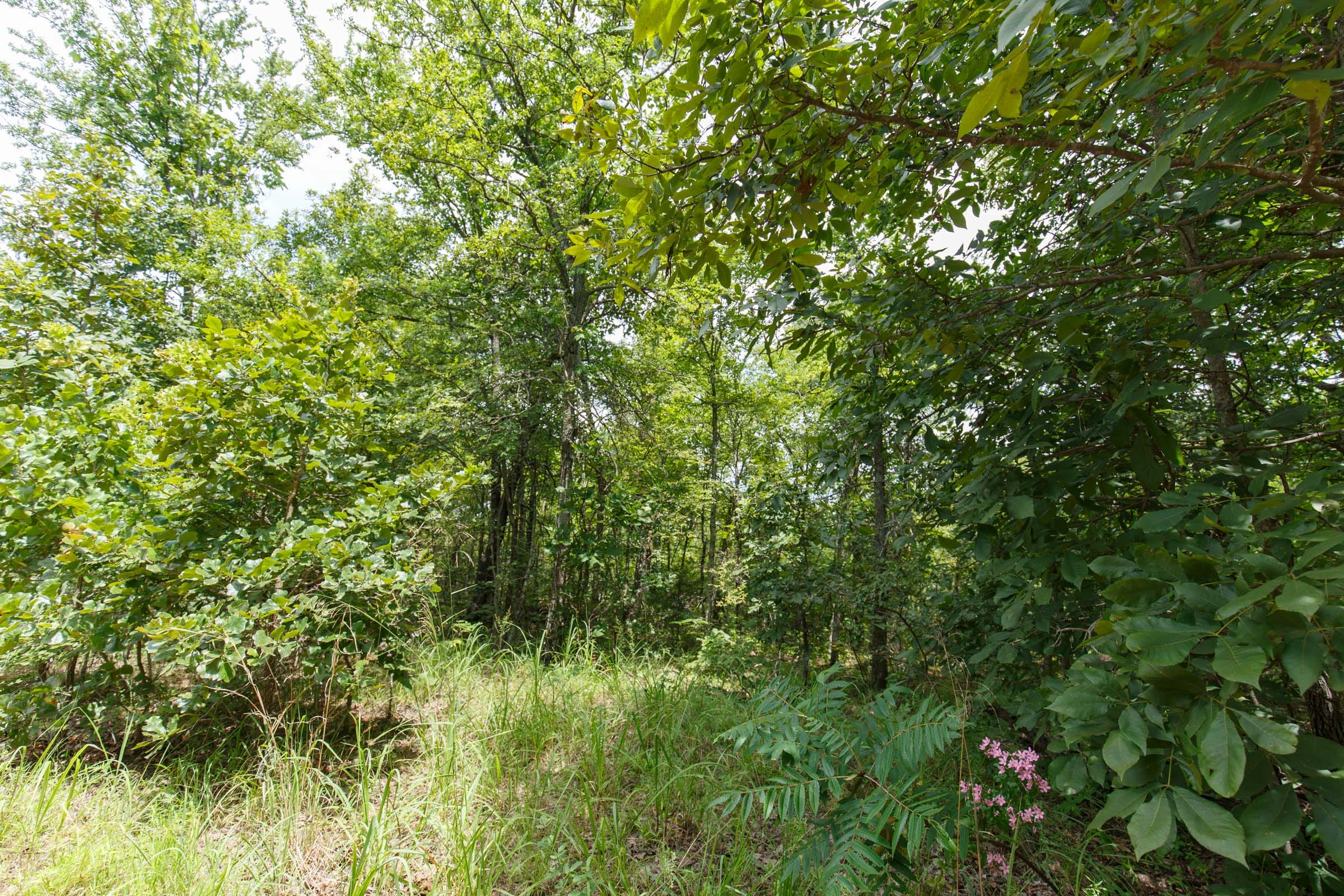 Timber Ridge Tract 41 photo 5