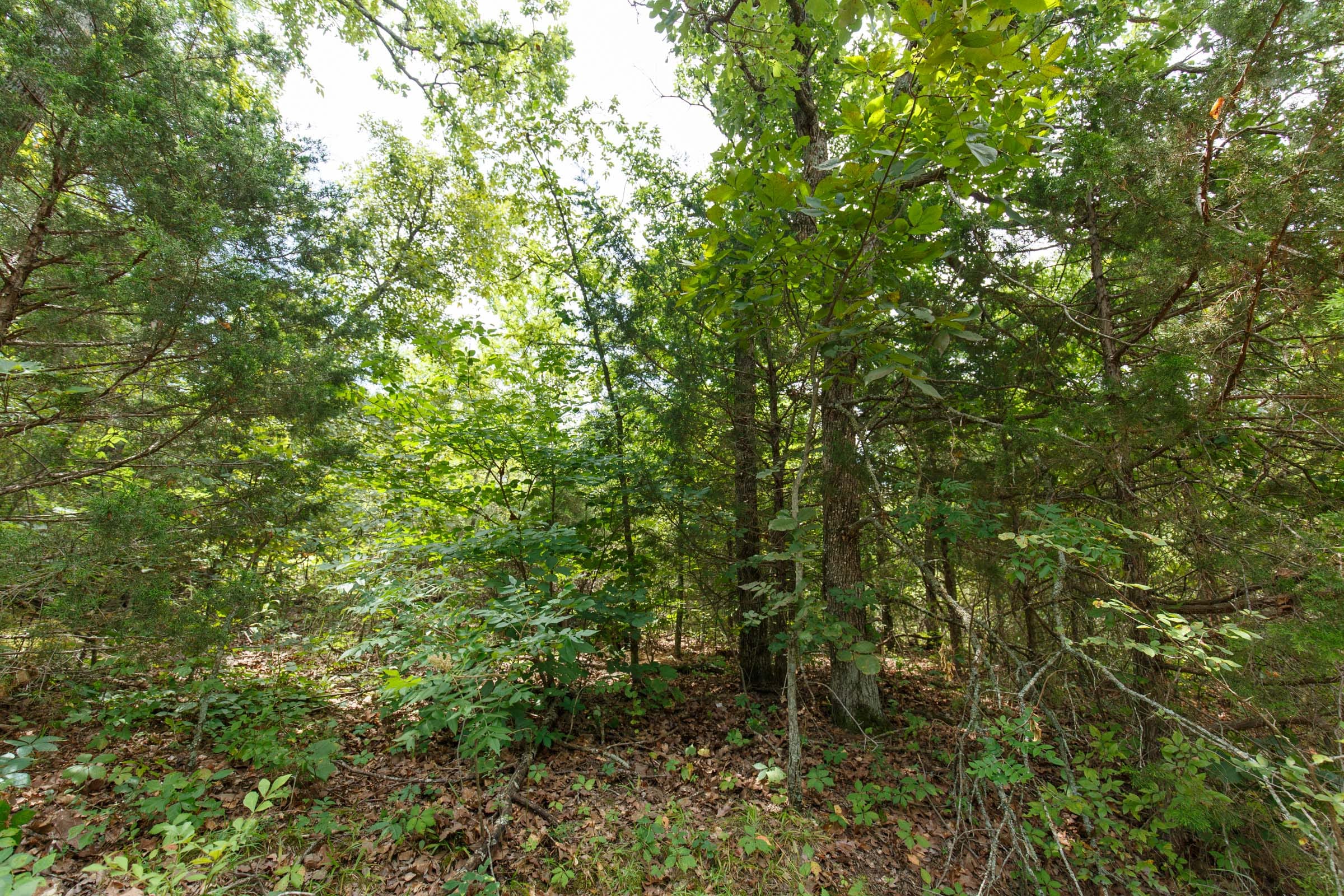 Timber Ridge Tract 41 photo 3