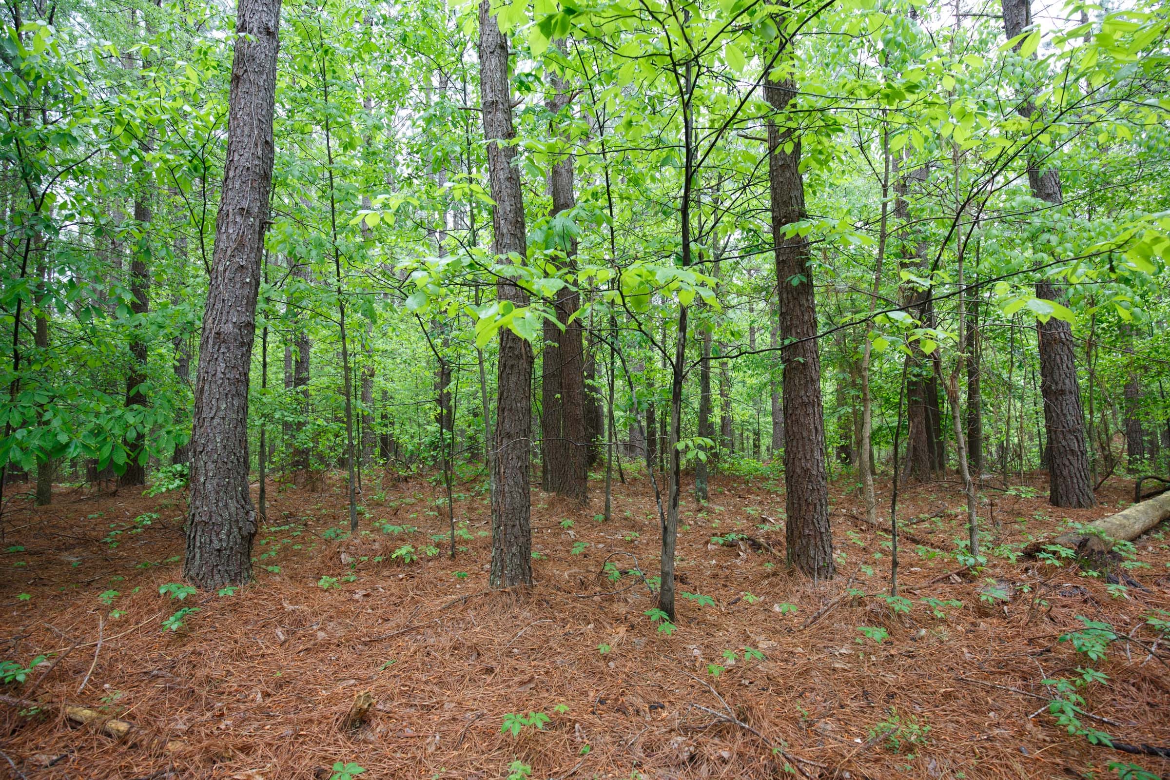 Red Barn Ranch Tract 39 photo 3