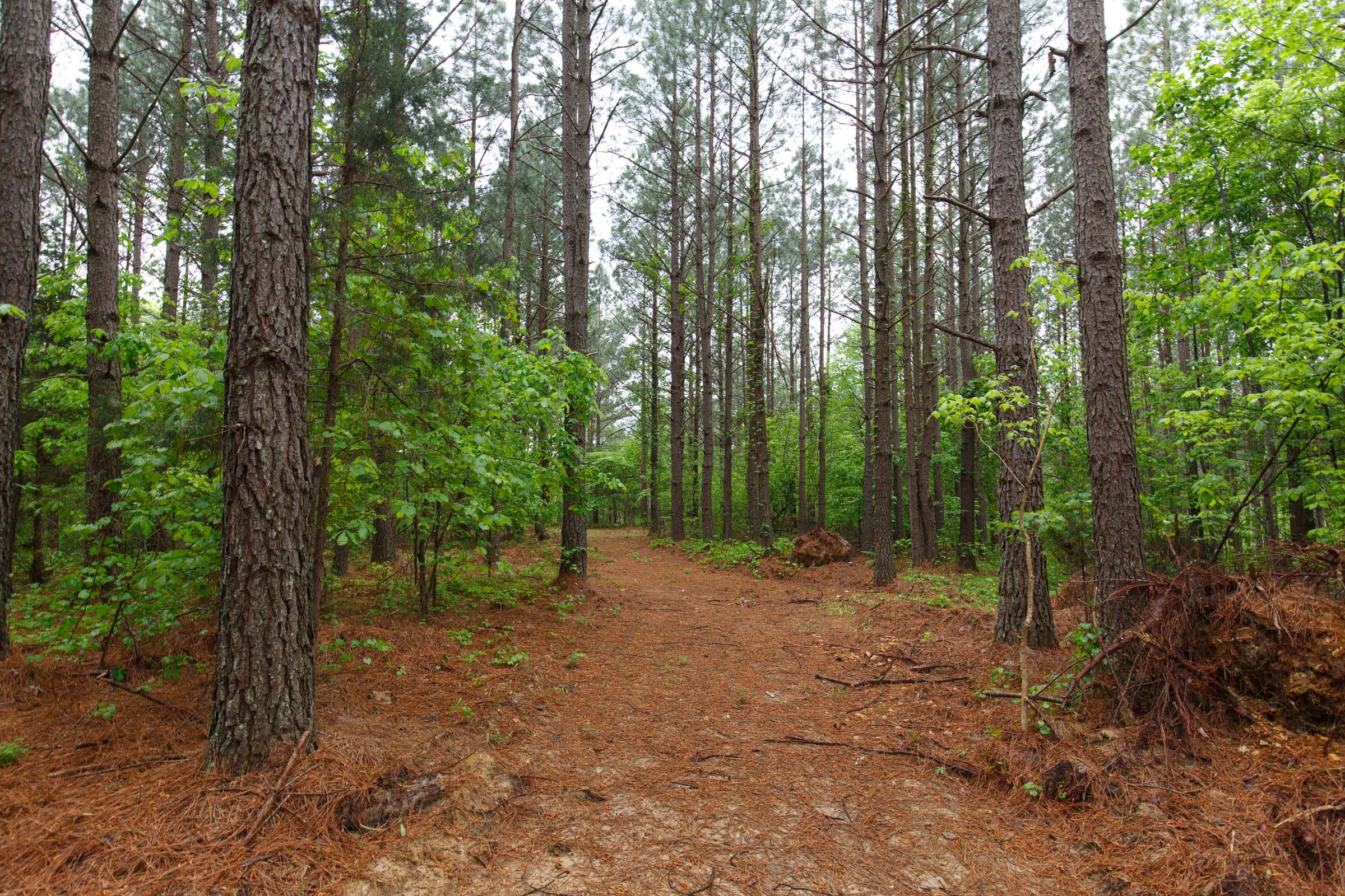 Red Barn Ranch Tract 39 photo 4