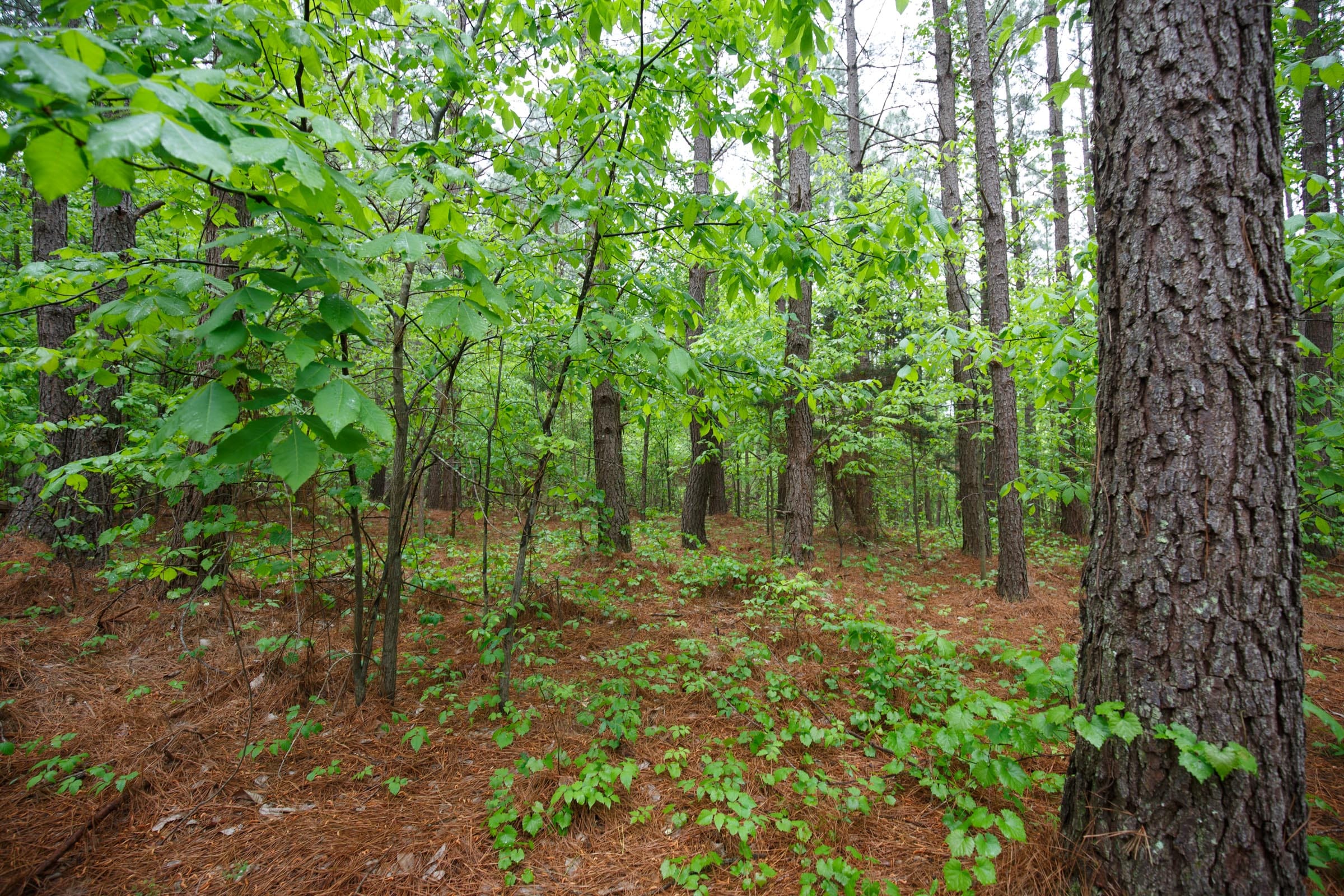Red Barn Ranch Tract 39 photo 5