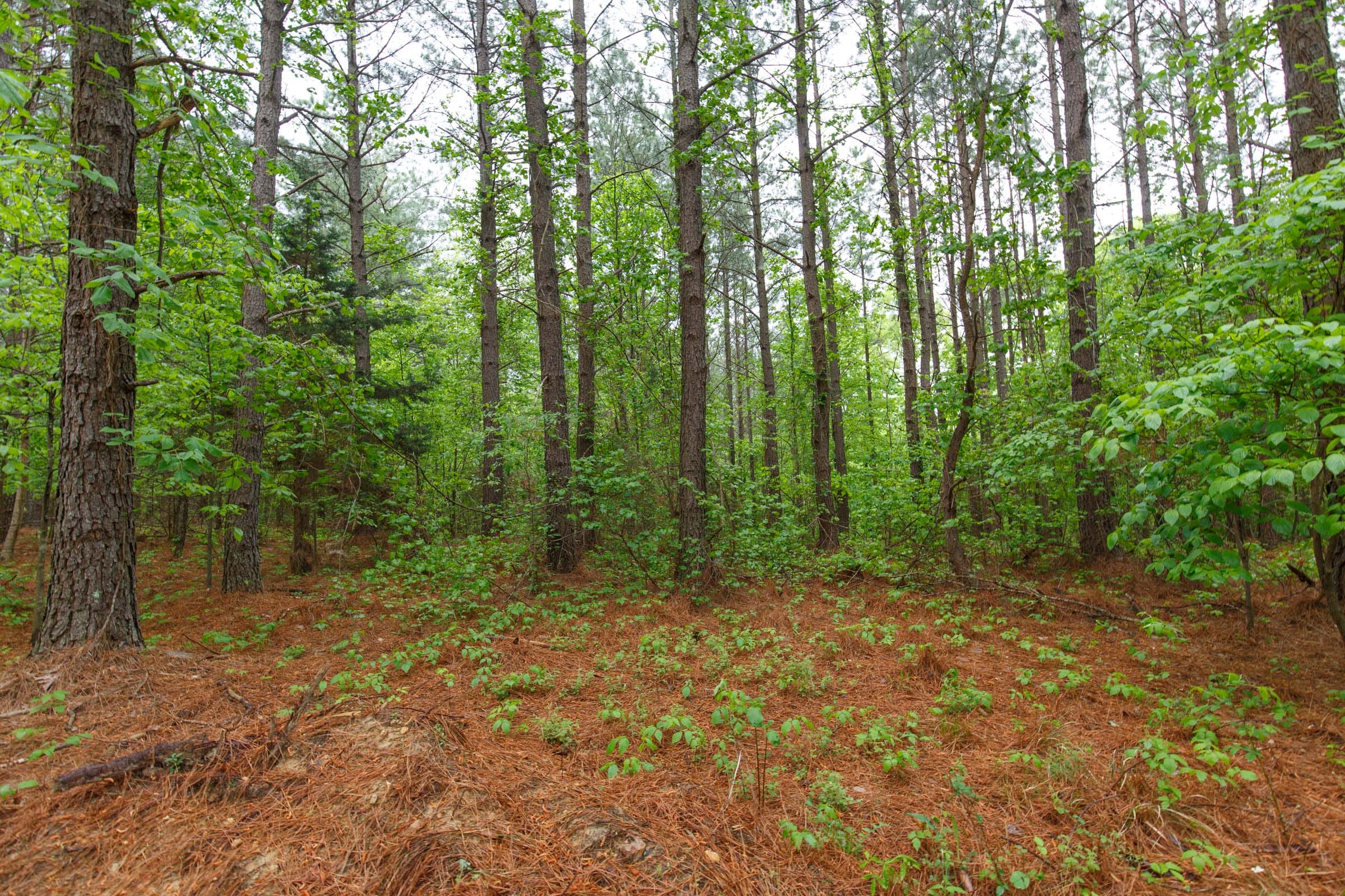 Red Barn Ranch Tract 39 photo 6