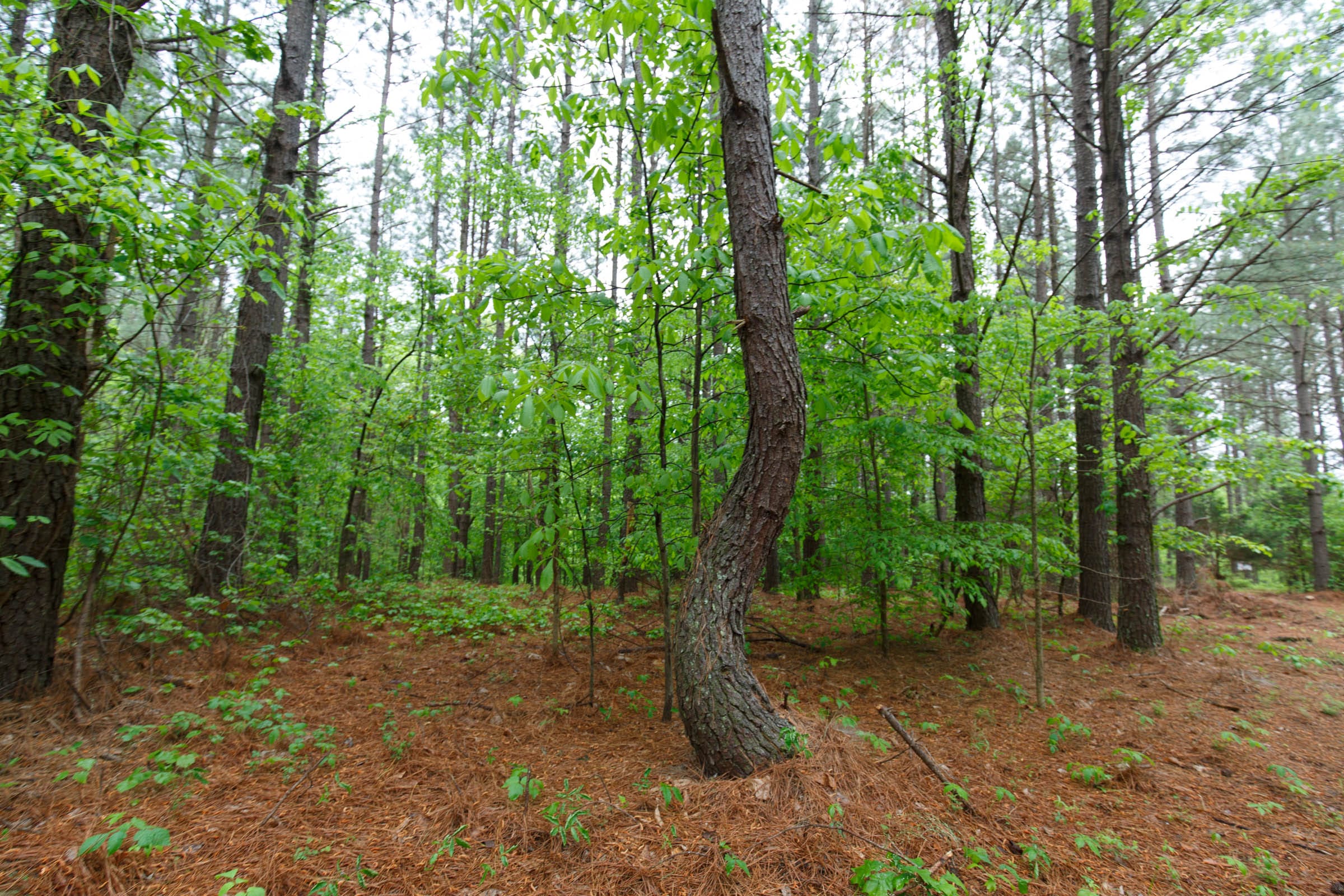 Red Barn Ranch Tract 39 photo 8