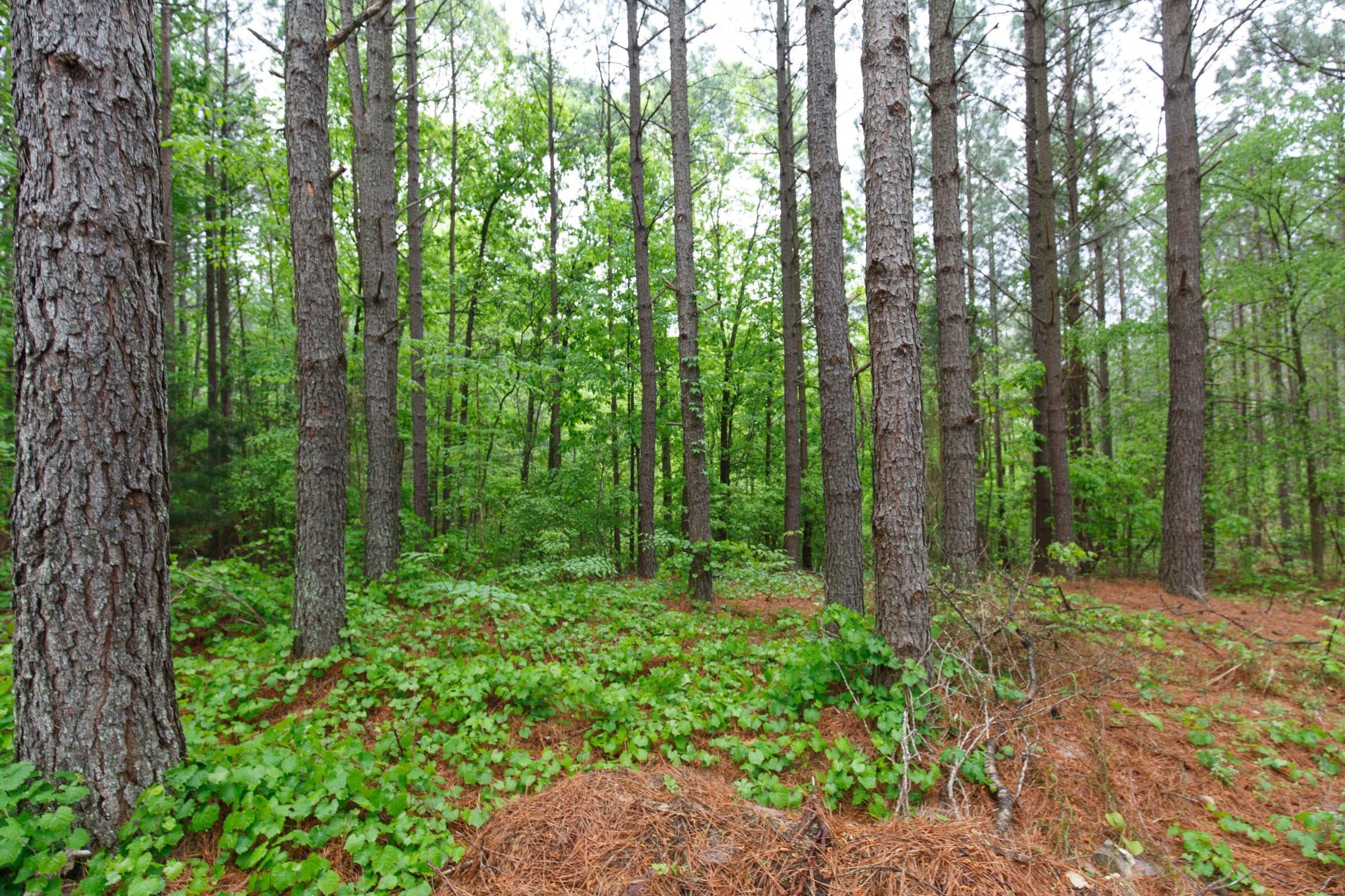 Red Barn Ranch Tract 39 photo 9