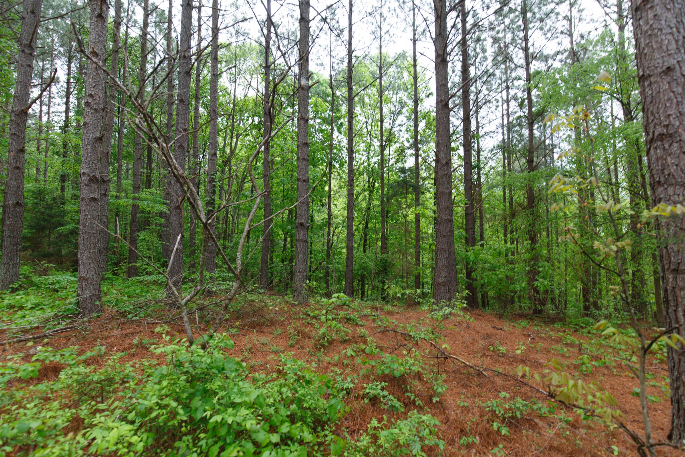 Red Barn Ranch Tract 39 photo 10