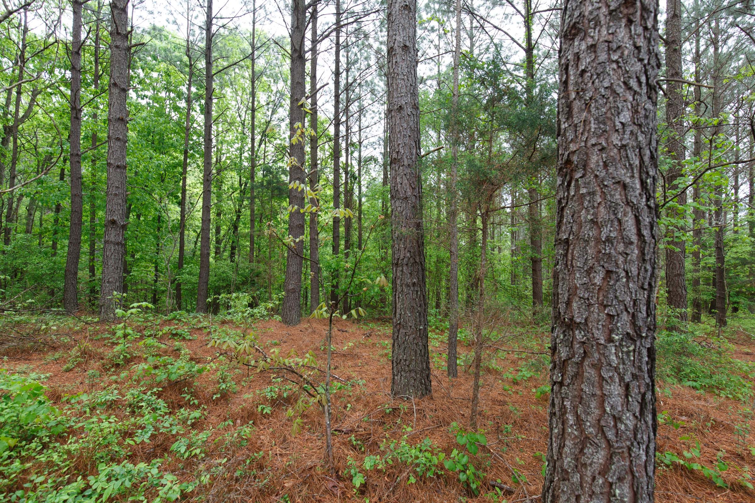 Red Barn Ranch Tract 39 photo 11
