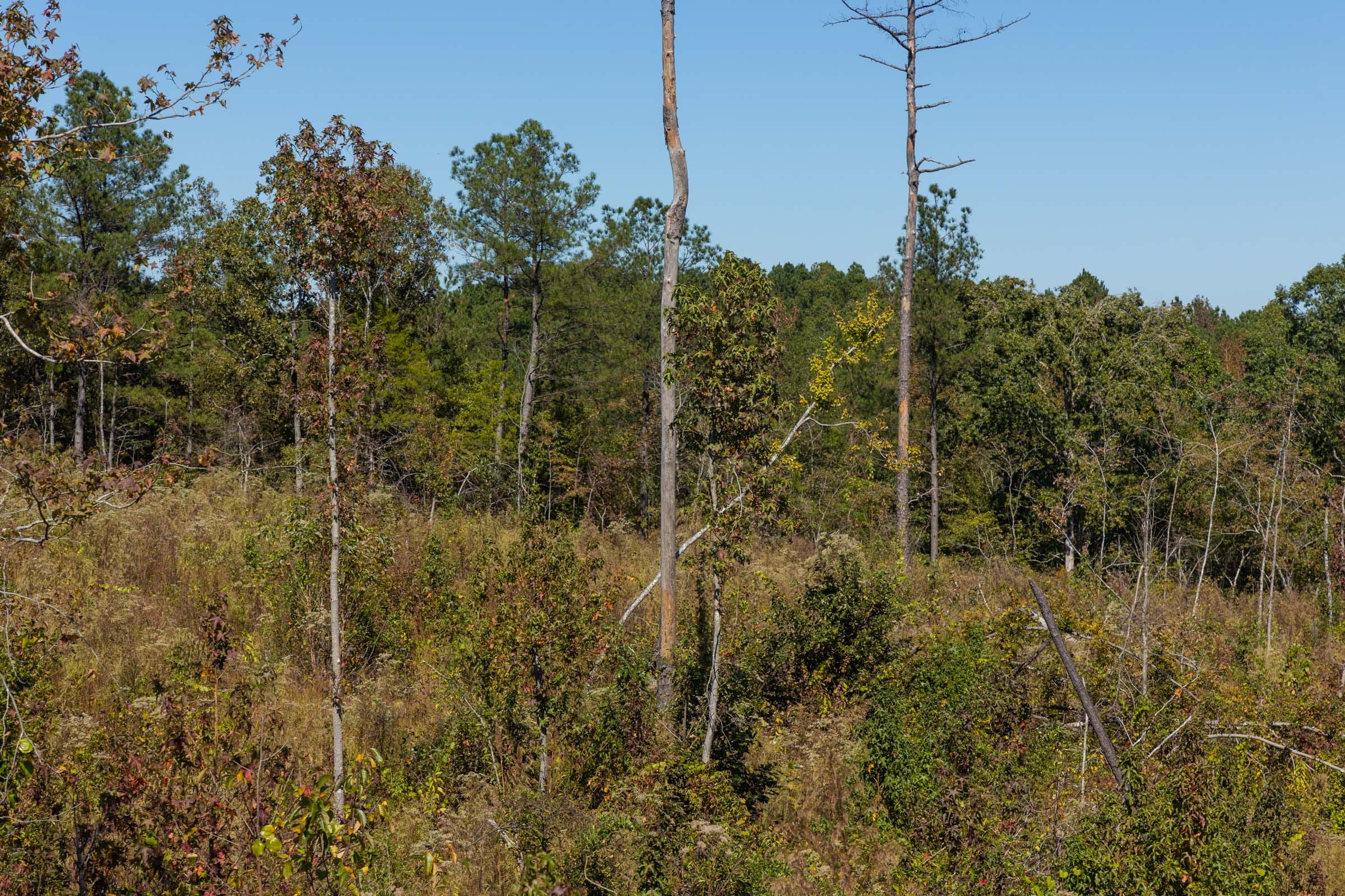 Meyer’s Ridge Tract 18 photo 13
