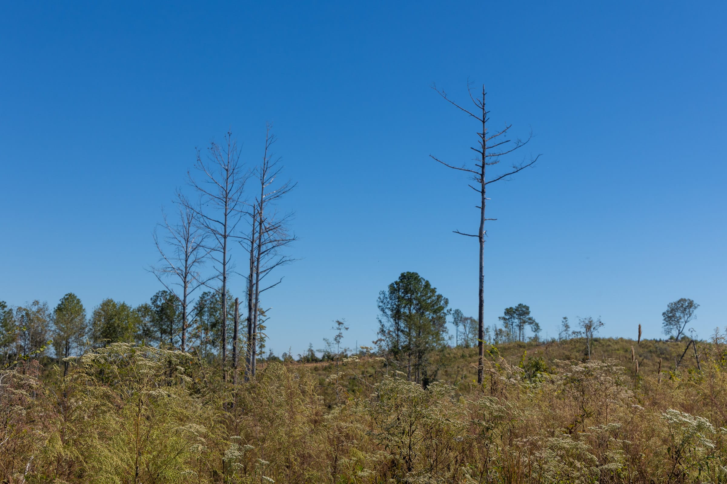 Meyer’s Ridge Tract 18 photo 10