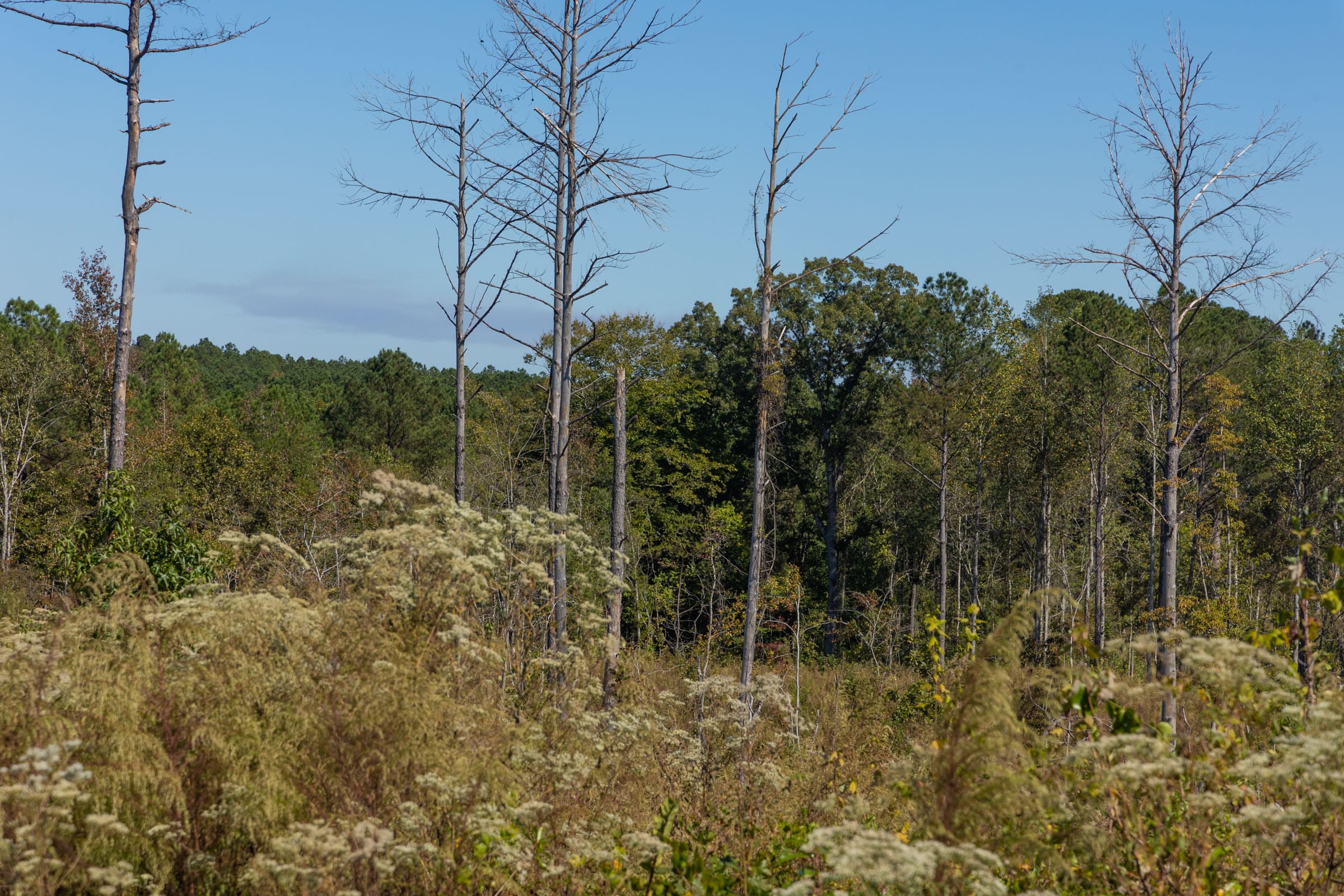 Meyer’s Ridge Tract 18 photo 9