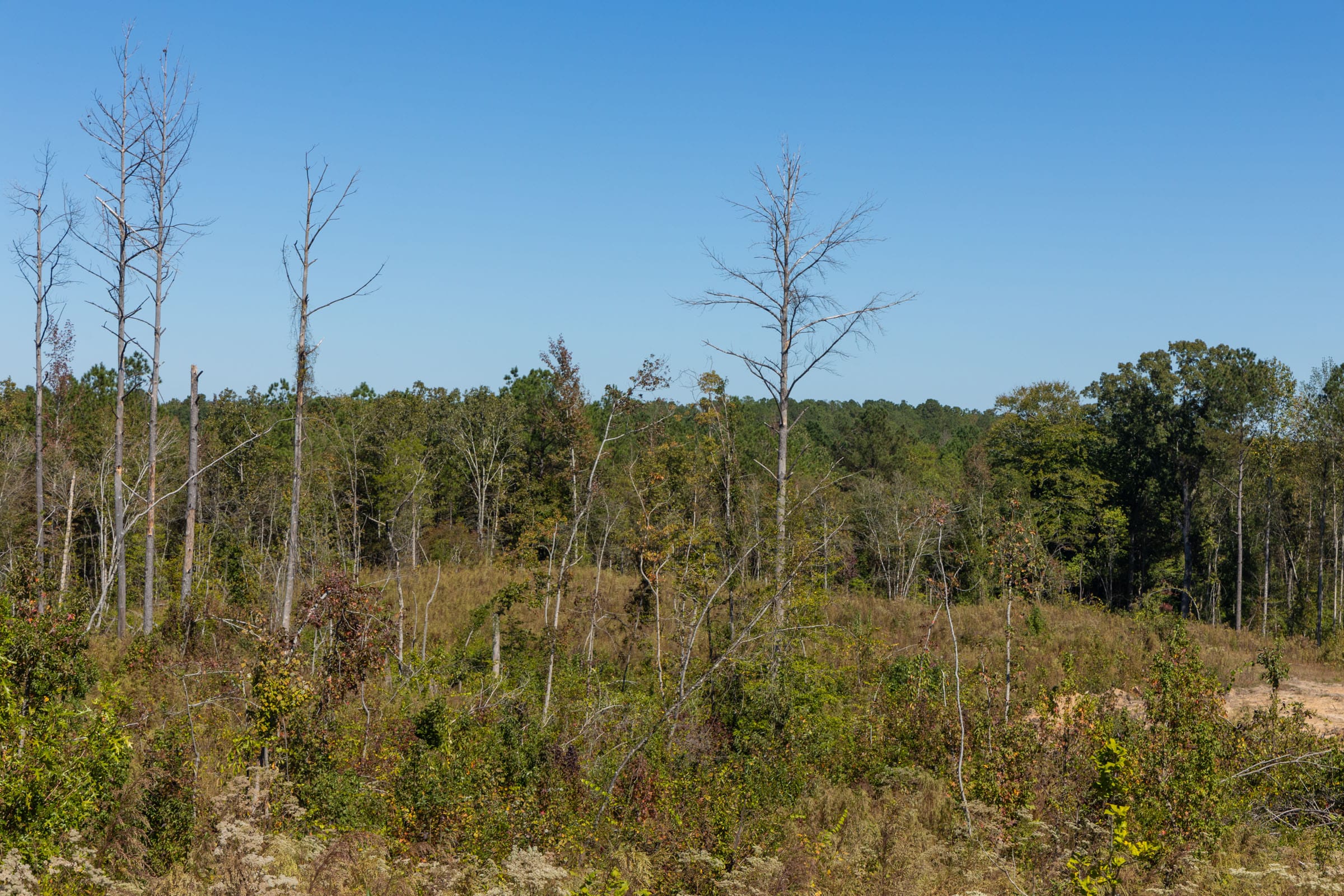Meyer’s Ridge Tract 18 photo 8
