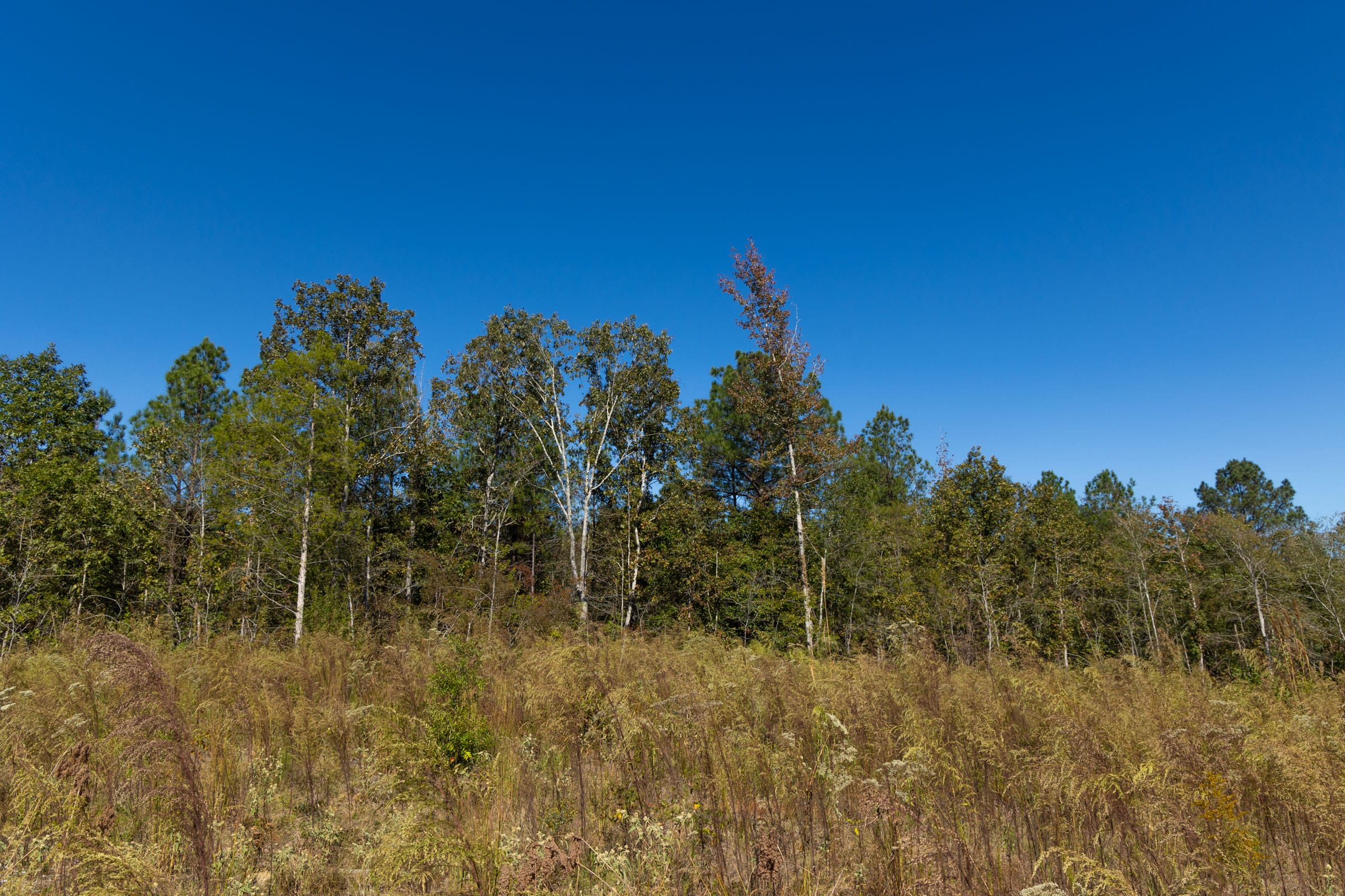Meyer’s Ridge Tract 18 photo 7