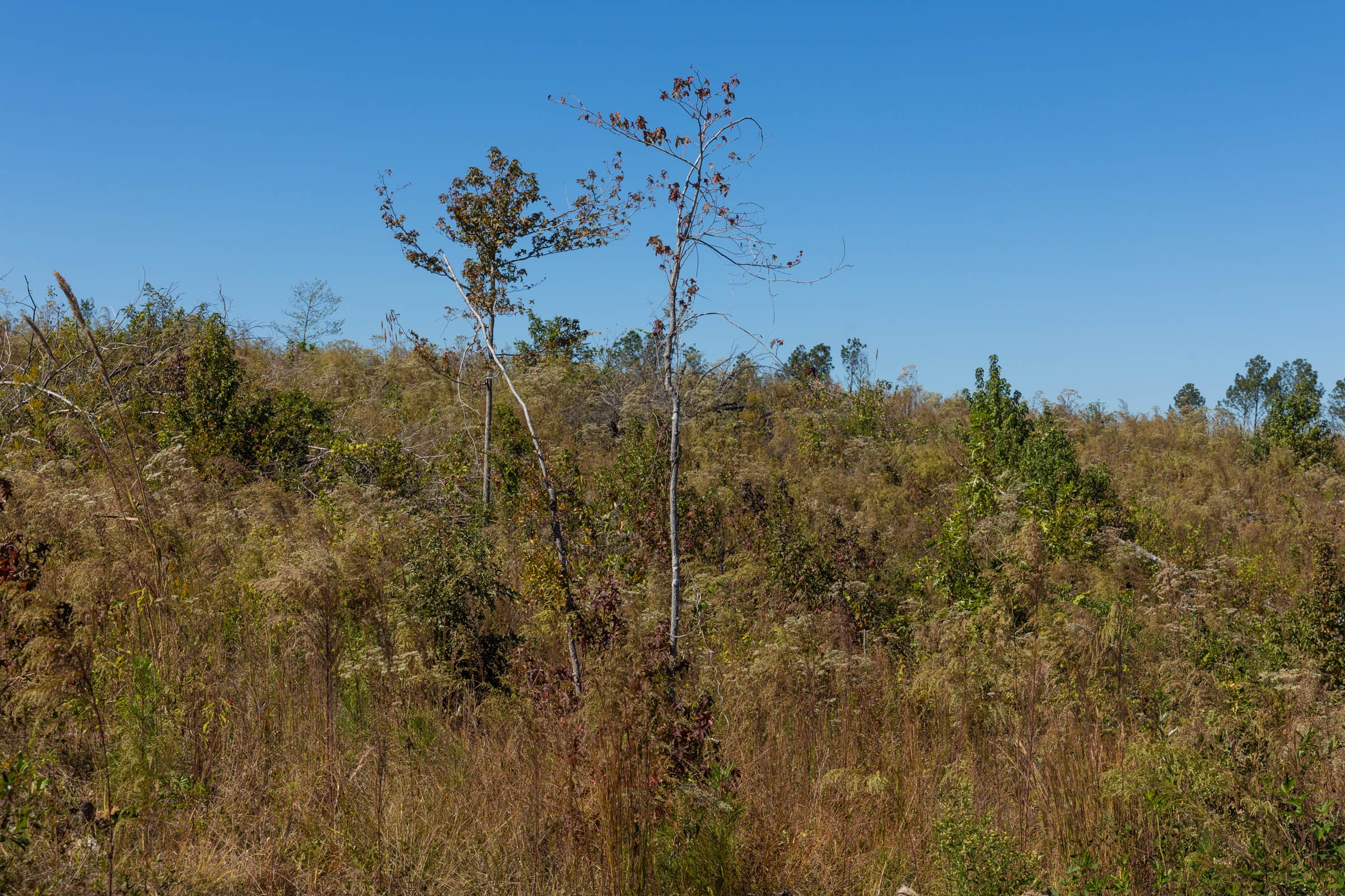Meyer’s Ridge Tract 18 photo 5