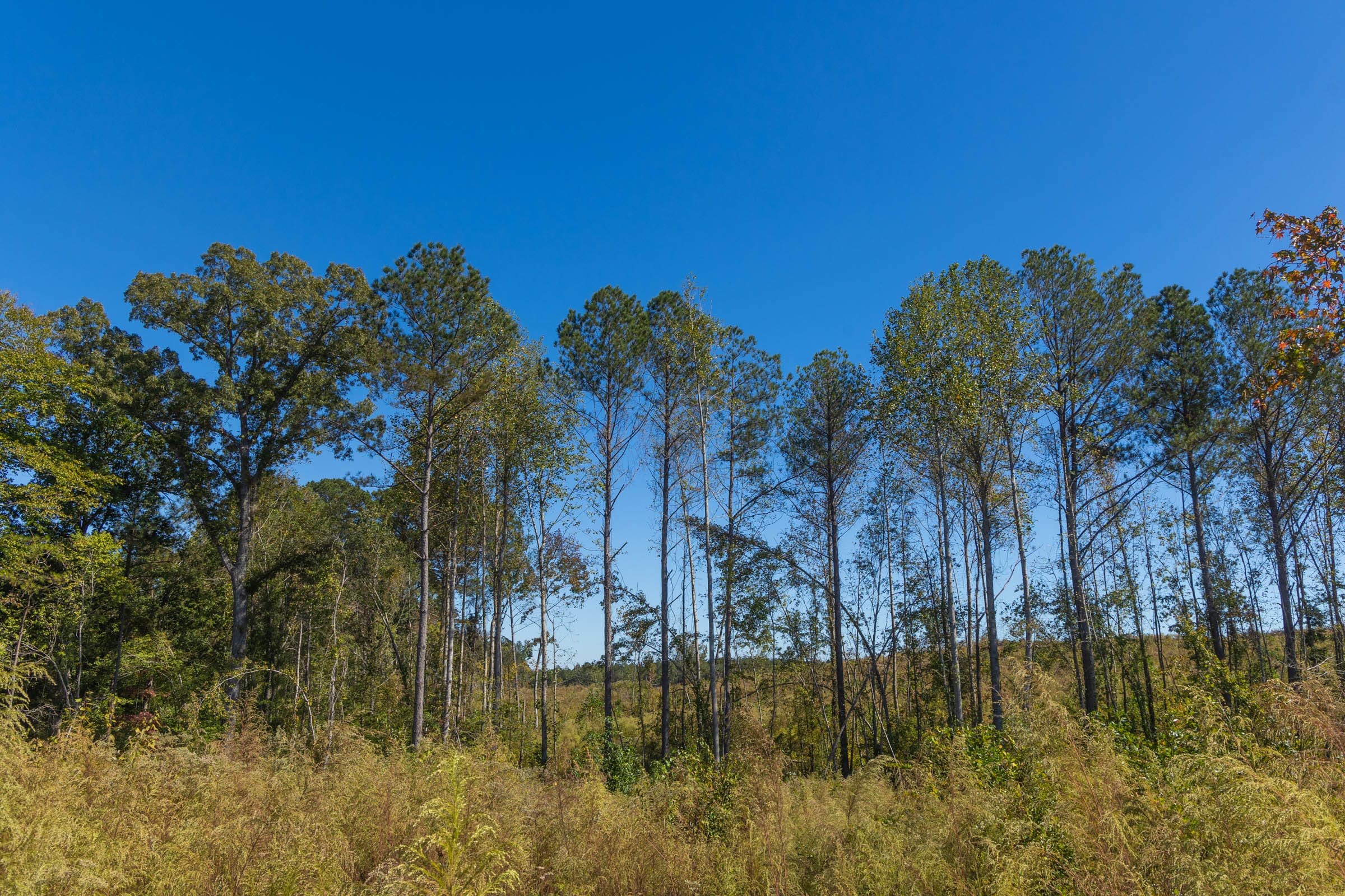 Meyer’s Ridge Tract 18 photo 4