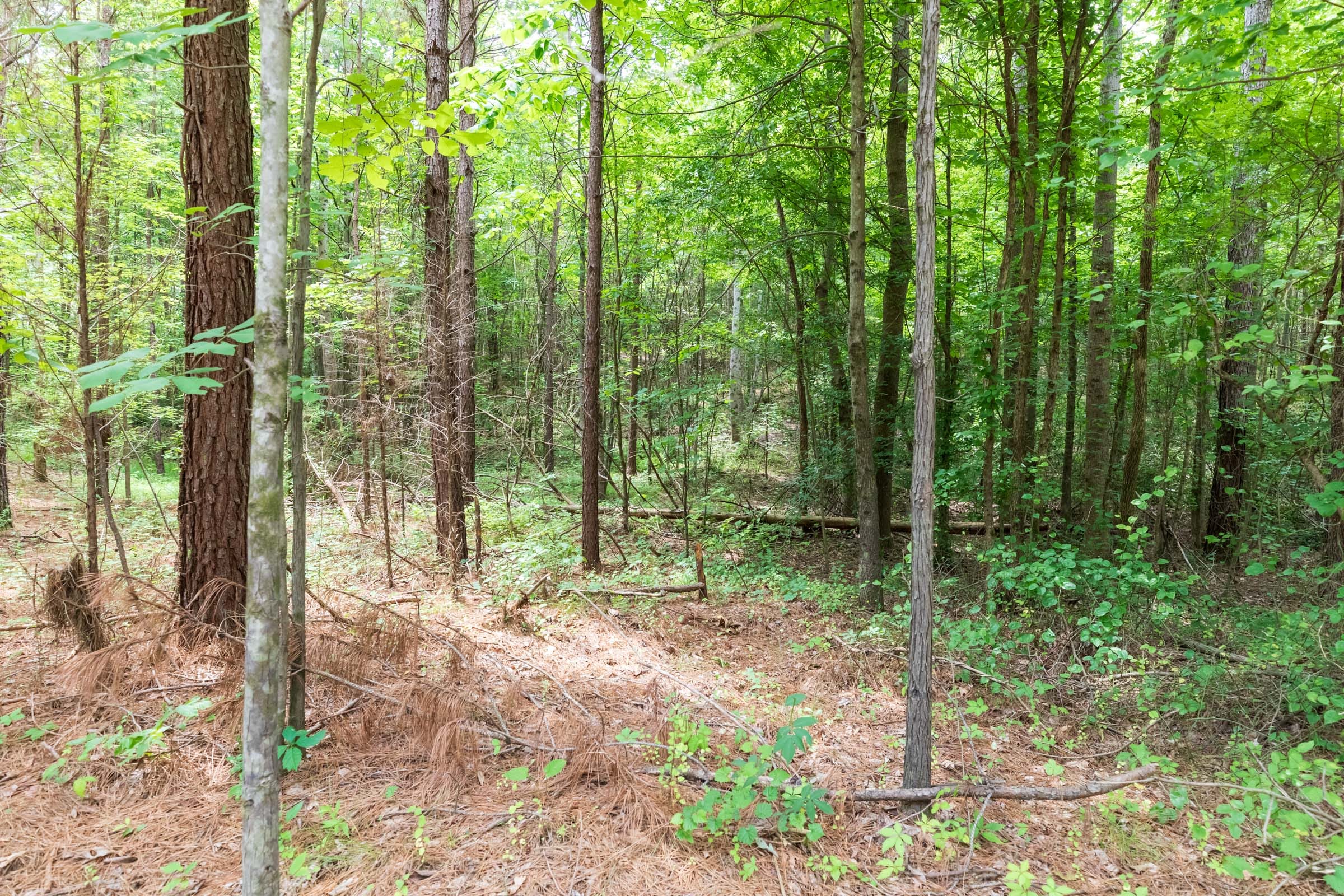 Whiskey Ridge Tract 7 photo 8