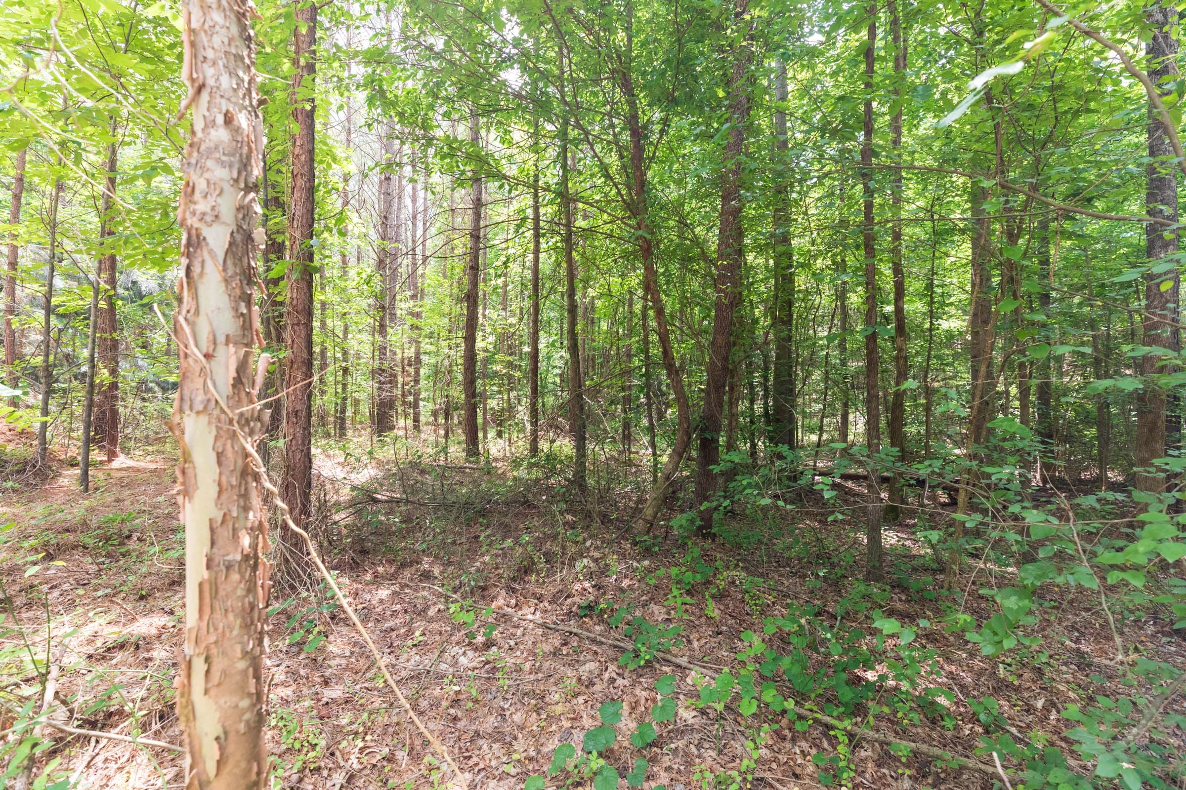 Whiskey Ridge Tract 7 photo 1