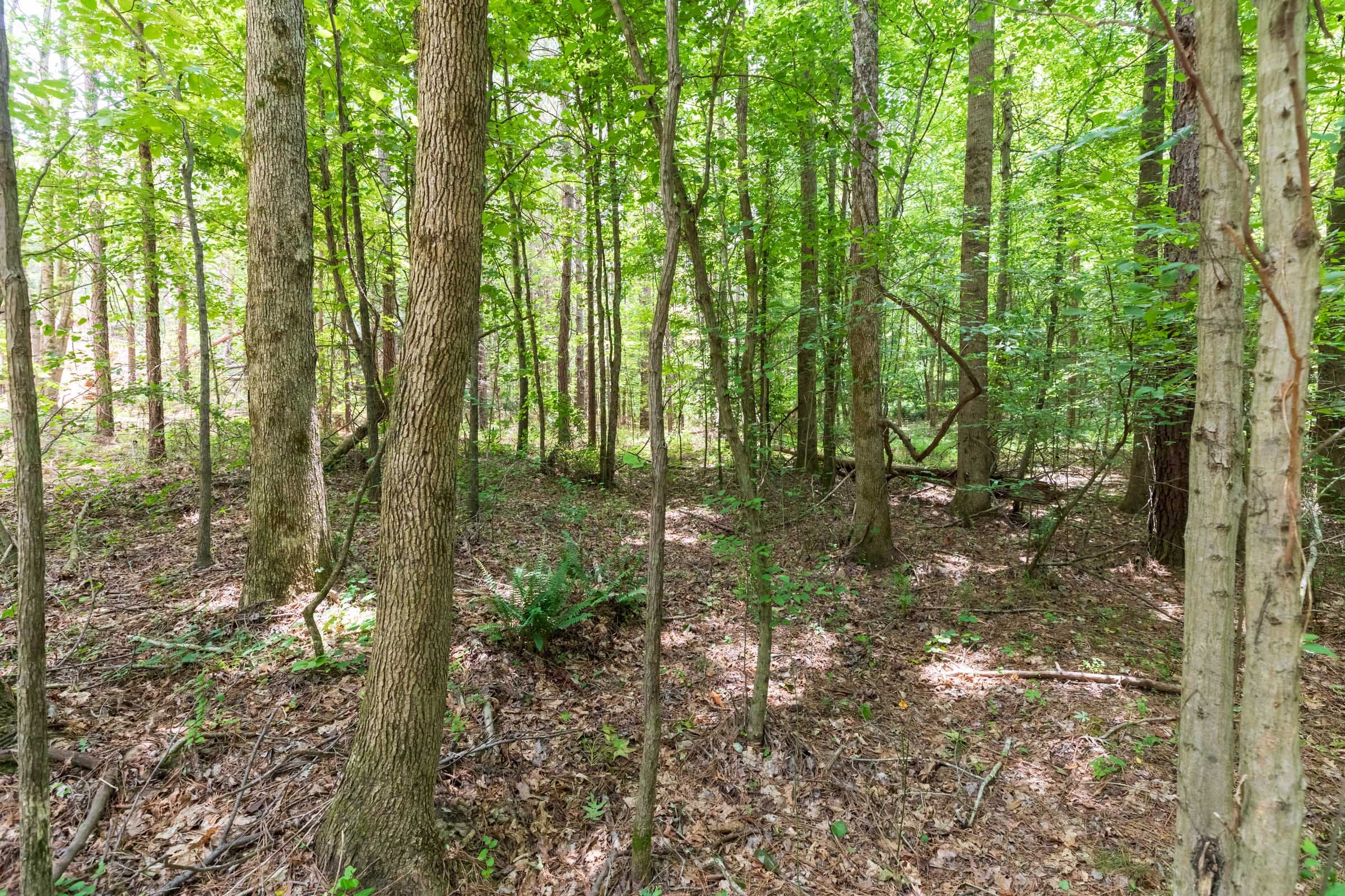 Whiskey Ridge Tract 7 photo 9