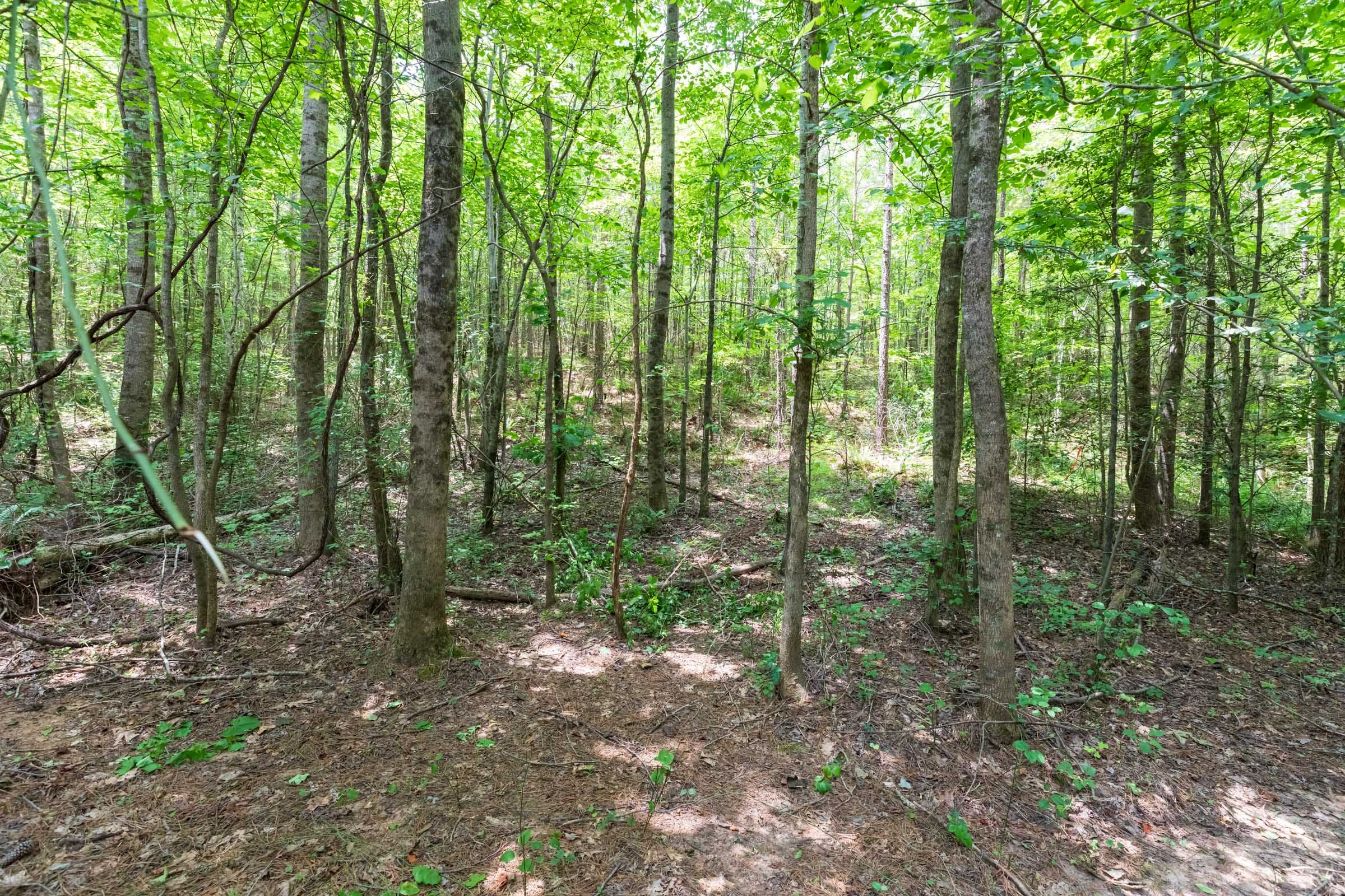 Whiskey Ridge Tract 7 photo 10