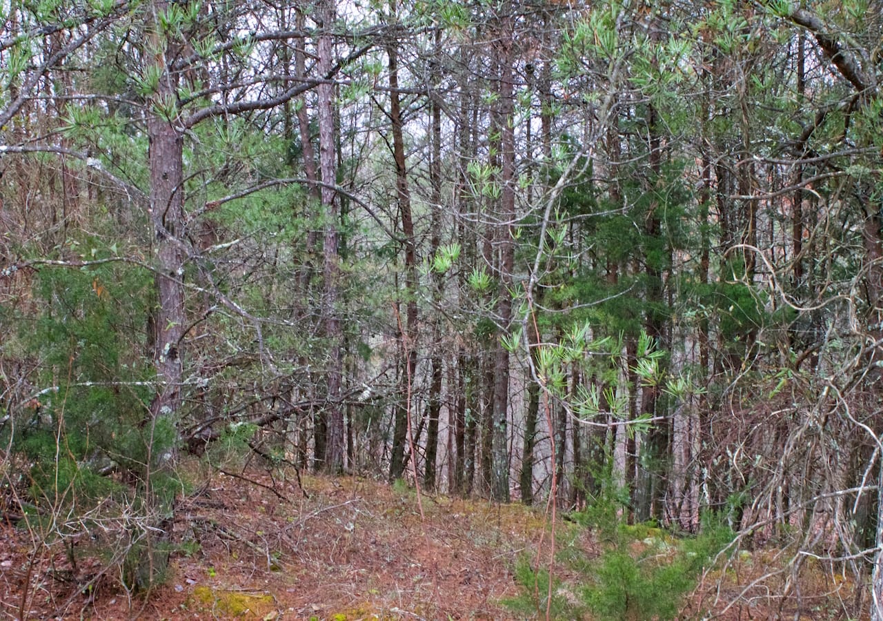Majestic Rock Ranch Tract 1 photo 7