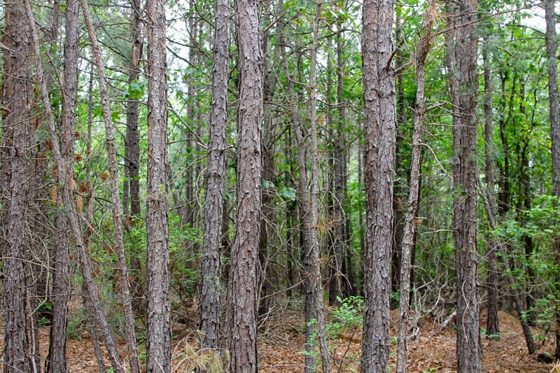 Trophy Ridge Phase II Tract 79 photo 1