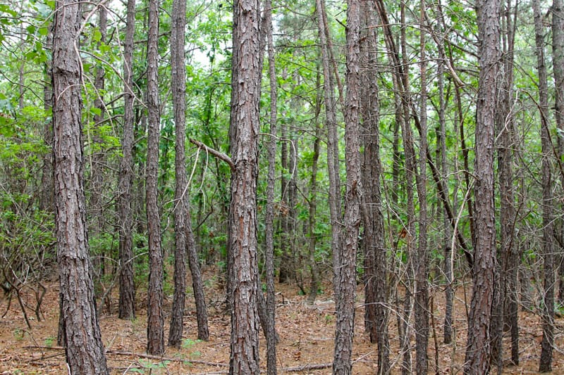 Trophy Ridge Phase II Tract 79 photo 3
