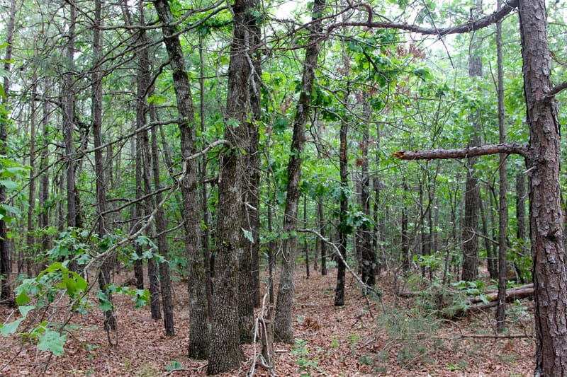 Trophy Ridge Phase II Tract 79 photo 5