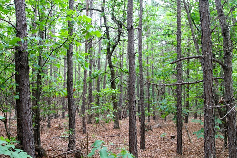 Trophy Ridge Phase II Tract 79 photo 6