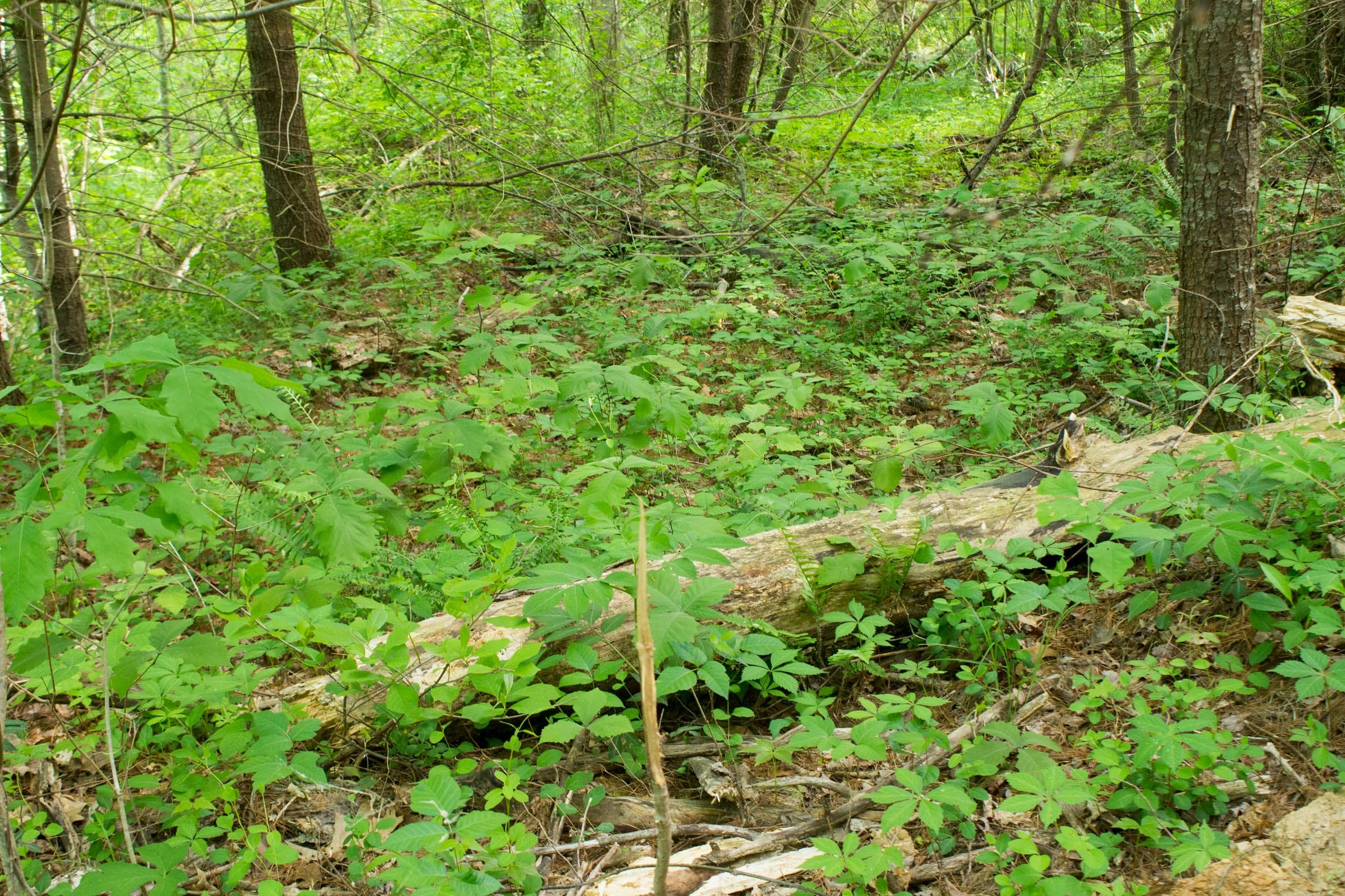 Trails End Tract 3 photo 9