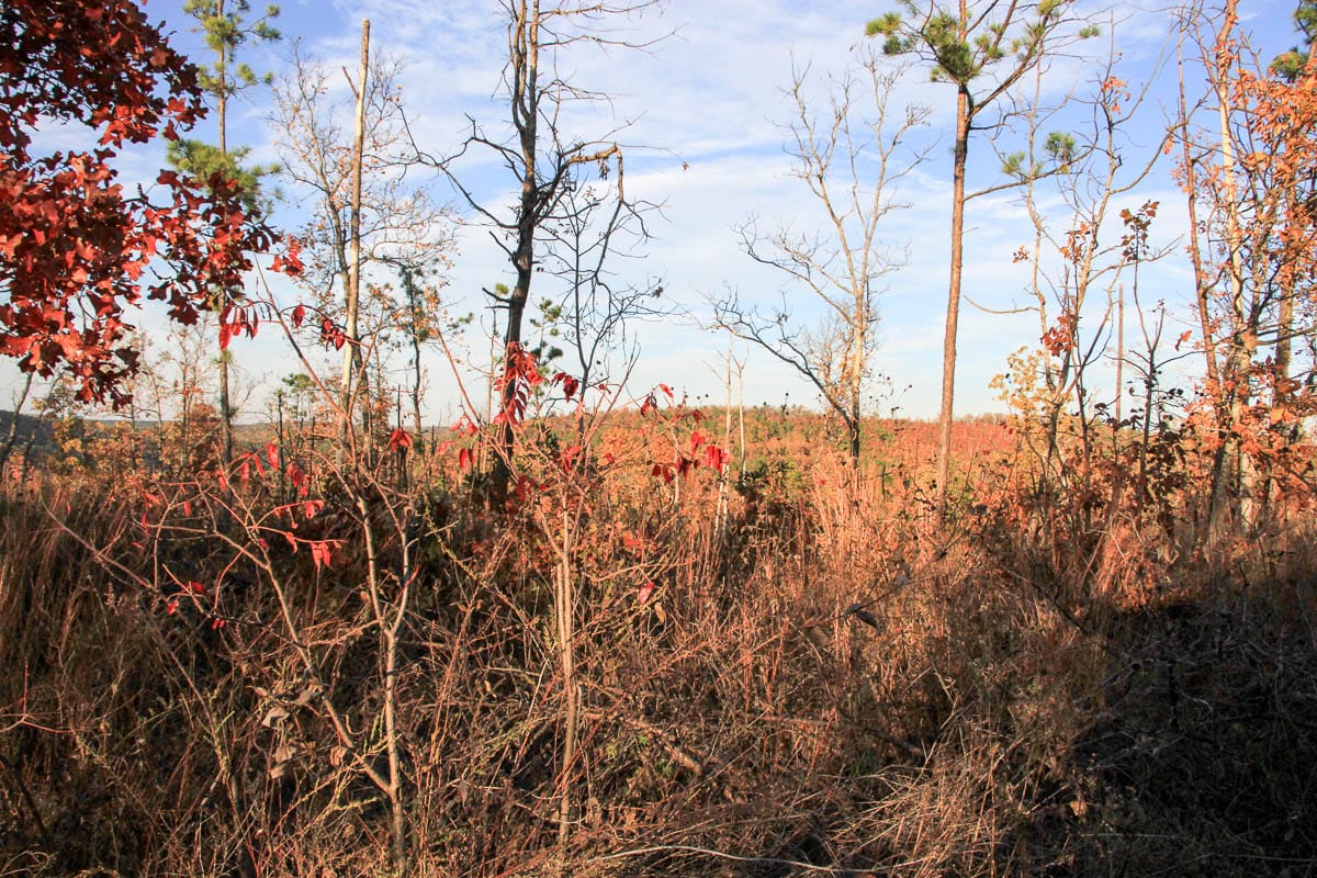 Stone Creek Phase III Tract 41 photo 9