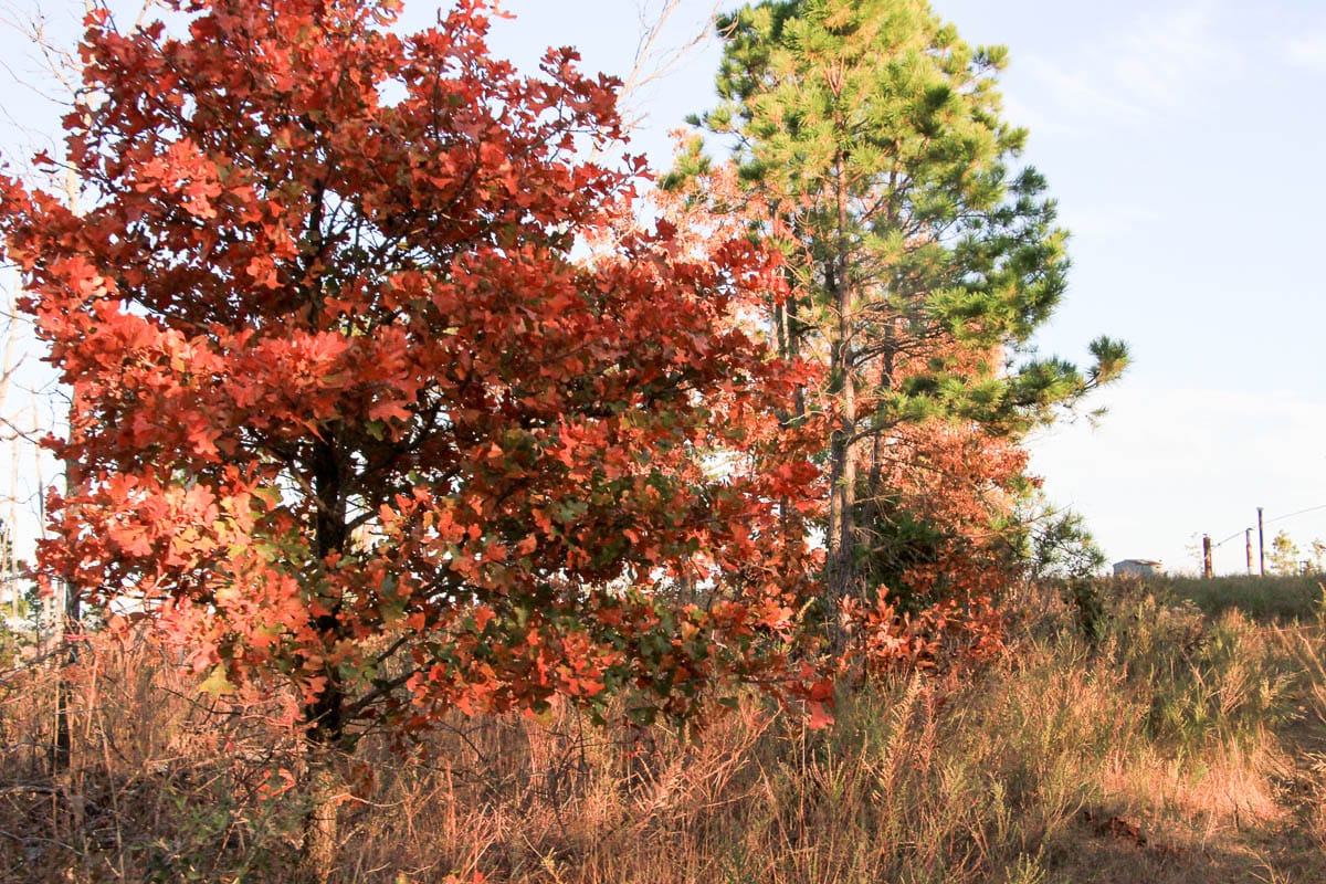 Stone Creek Phase III Tract 41 photo 17