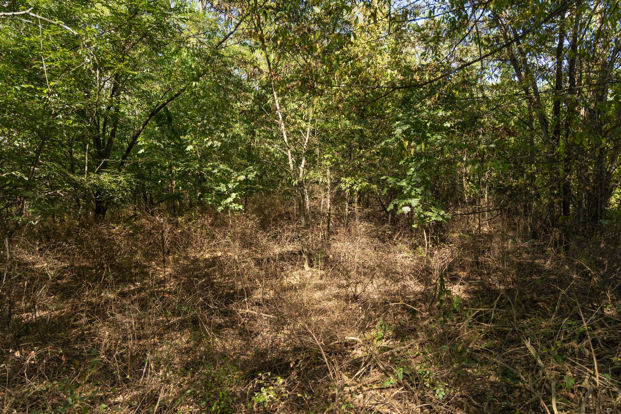 Big White Oak Tract 99 photo 11