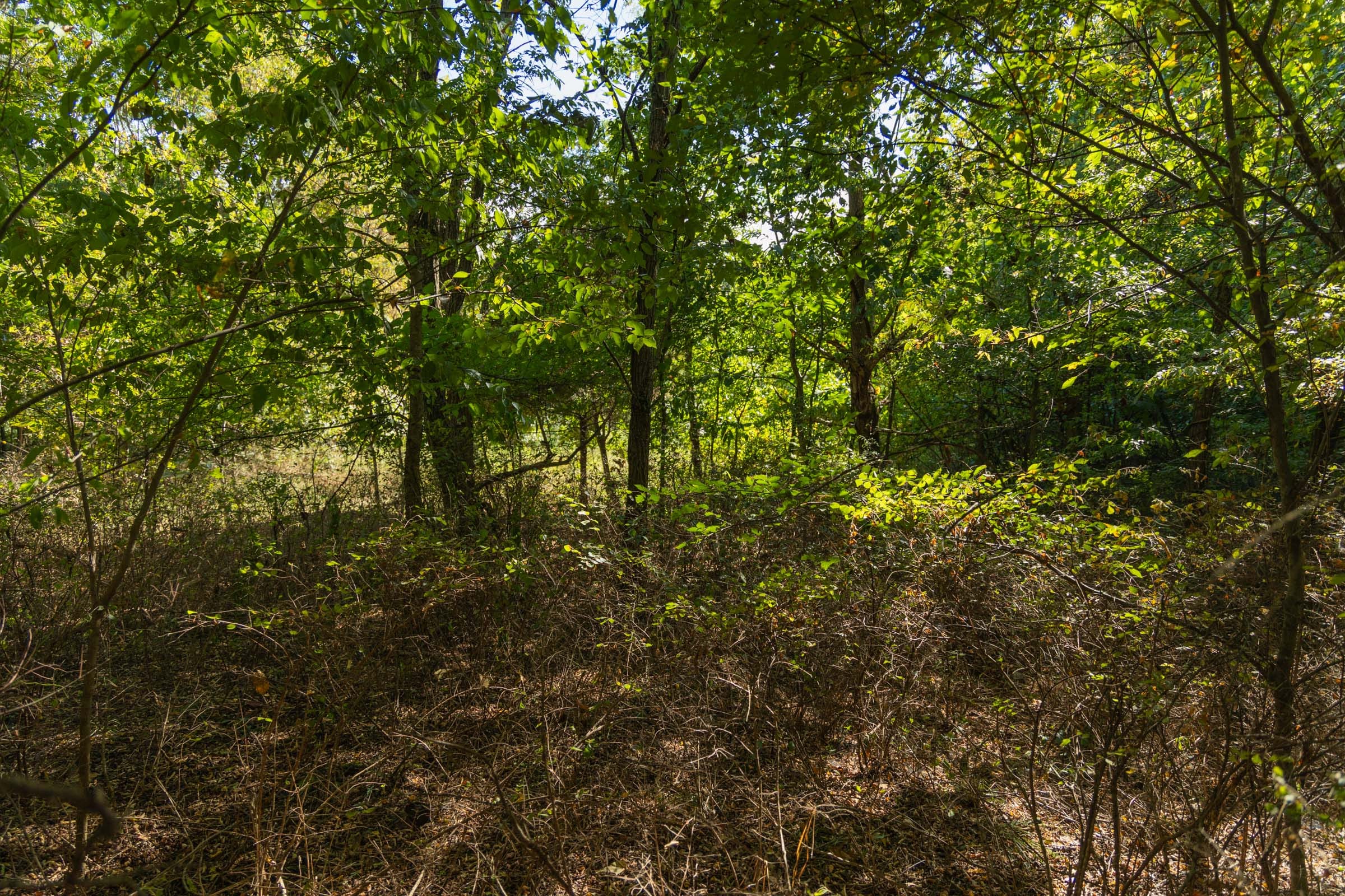 Big White Oak Tract 99 photo 25