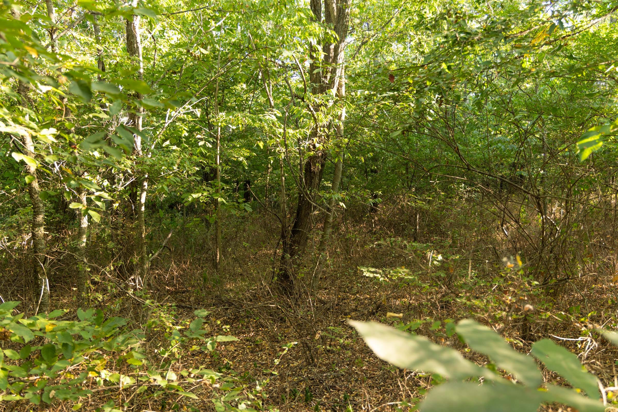 Big White Oak Tract 99 photo 23