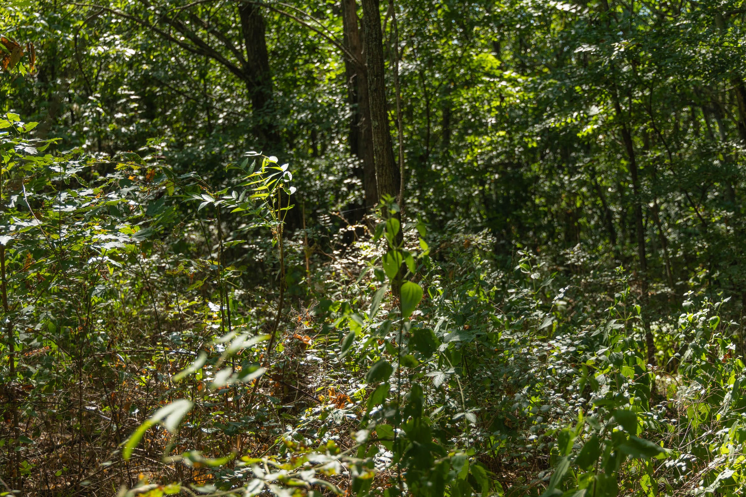 Big White Oak Tract 99 photo 22