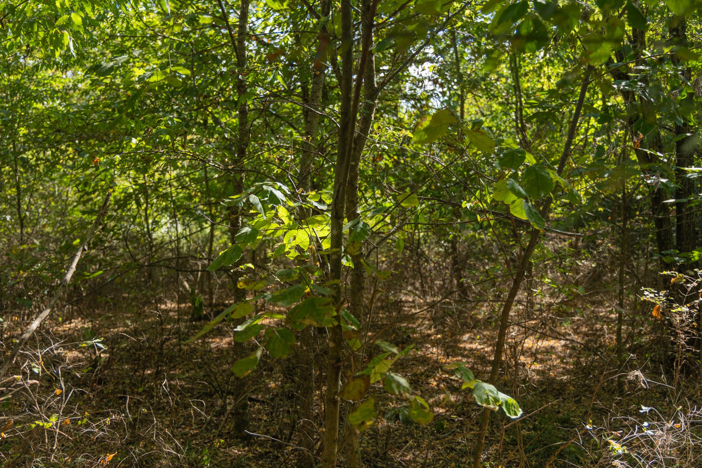 Big White Oak Tract 99 photo 20