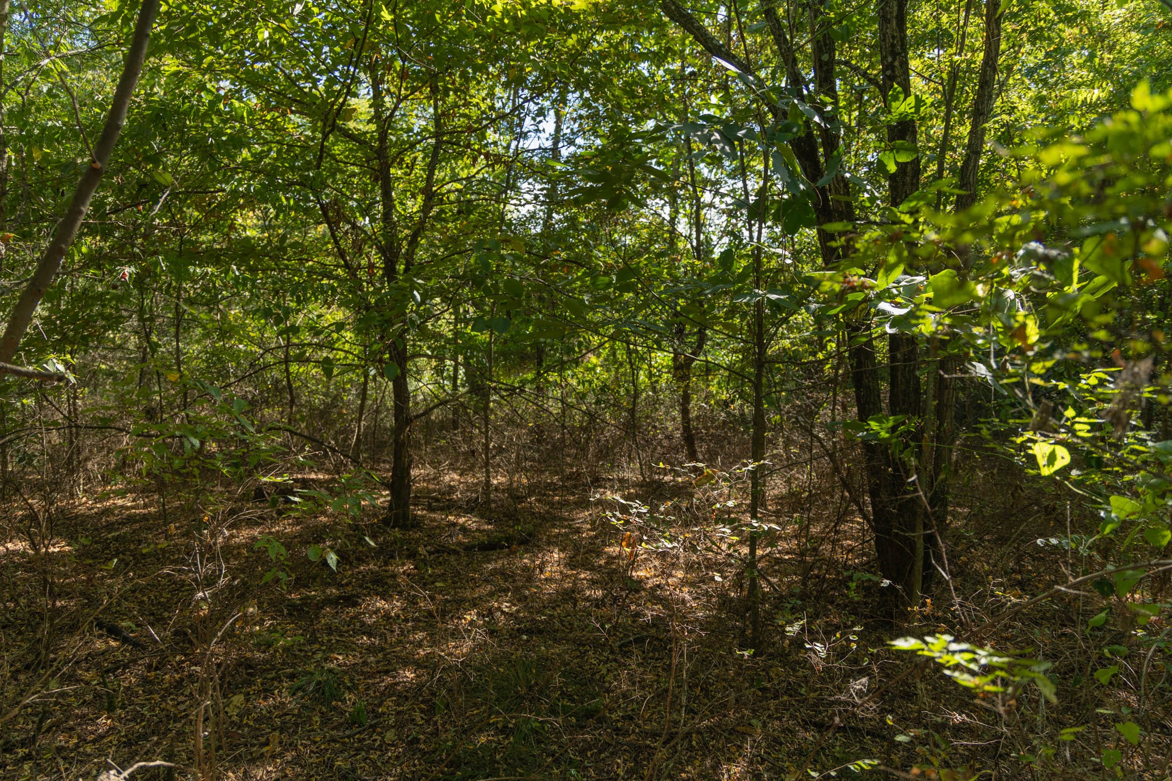 Big White Oak Tract 99 photo 15