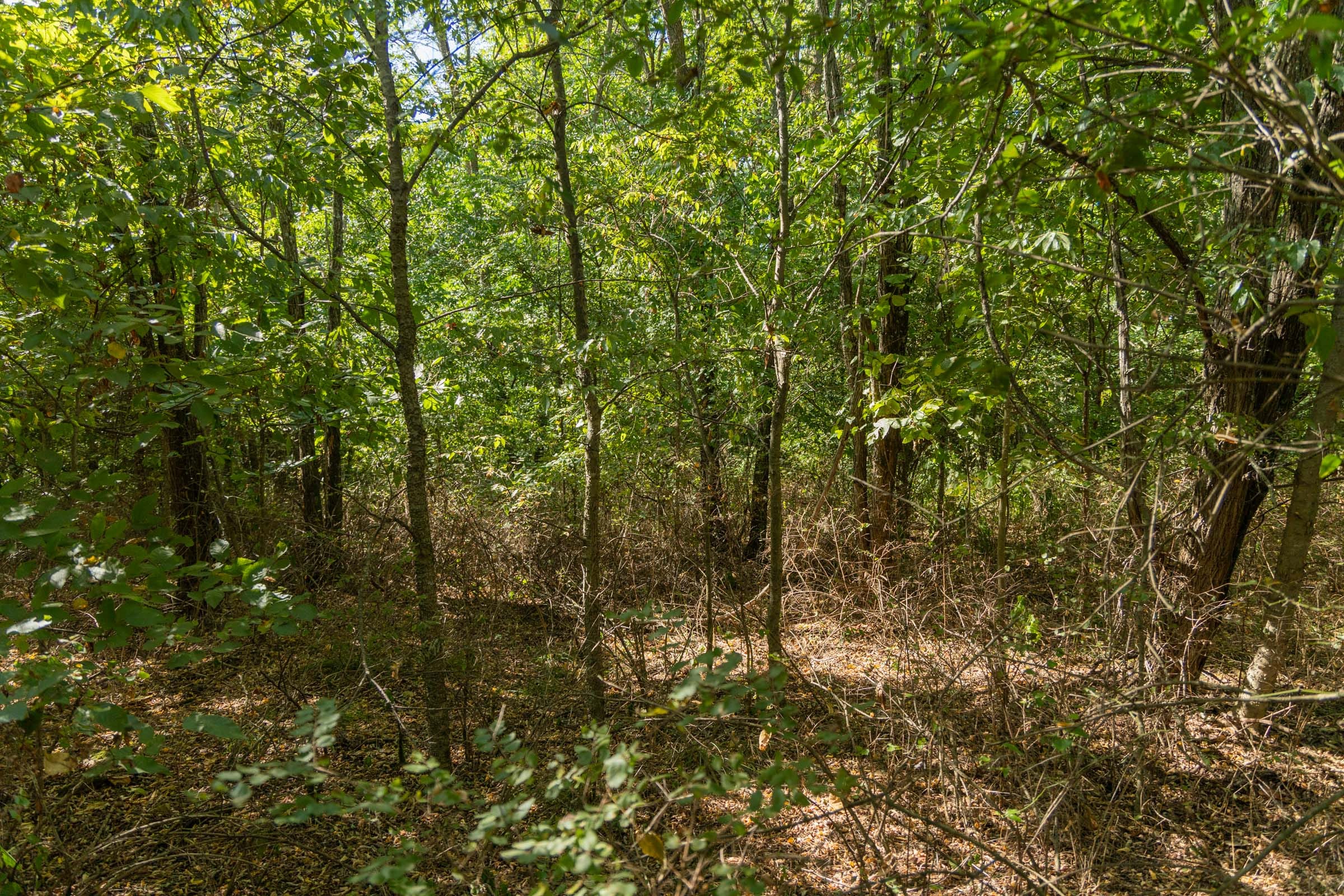 Big White Oak Tract 99 photo 14