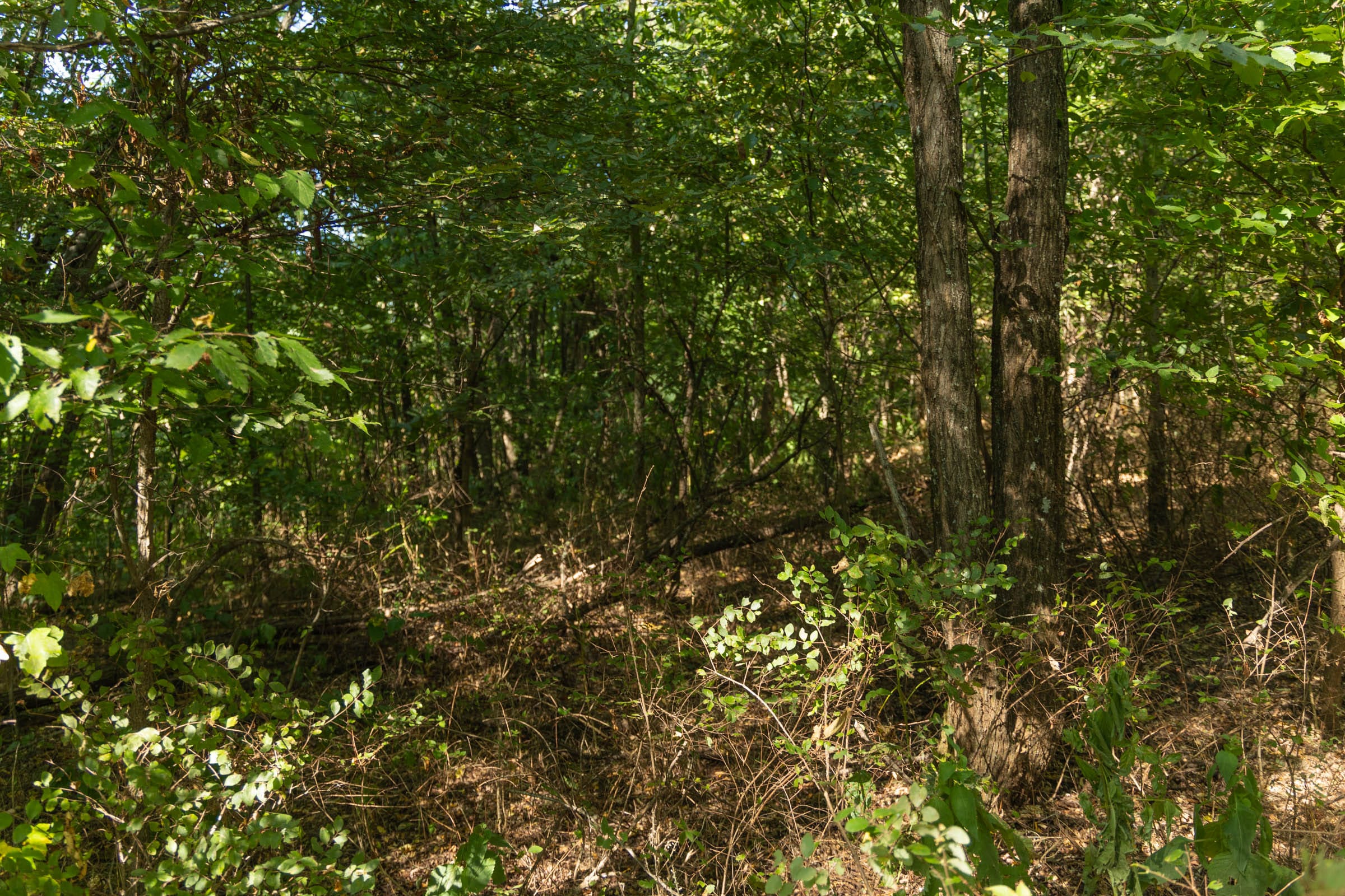 Big White Oak Tract 99 photo 13