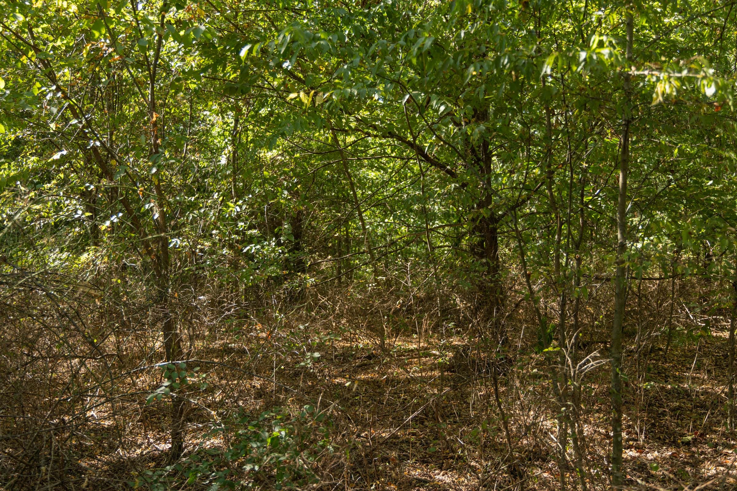 Big White Oak Tract 99 photo 12