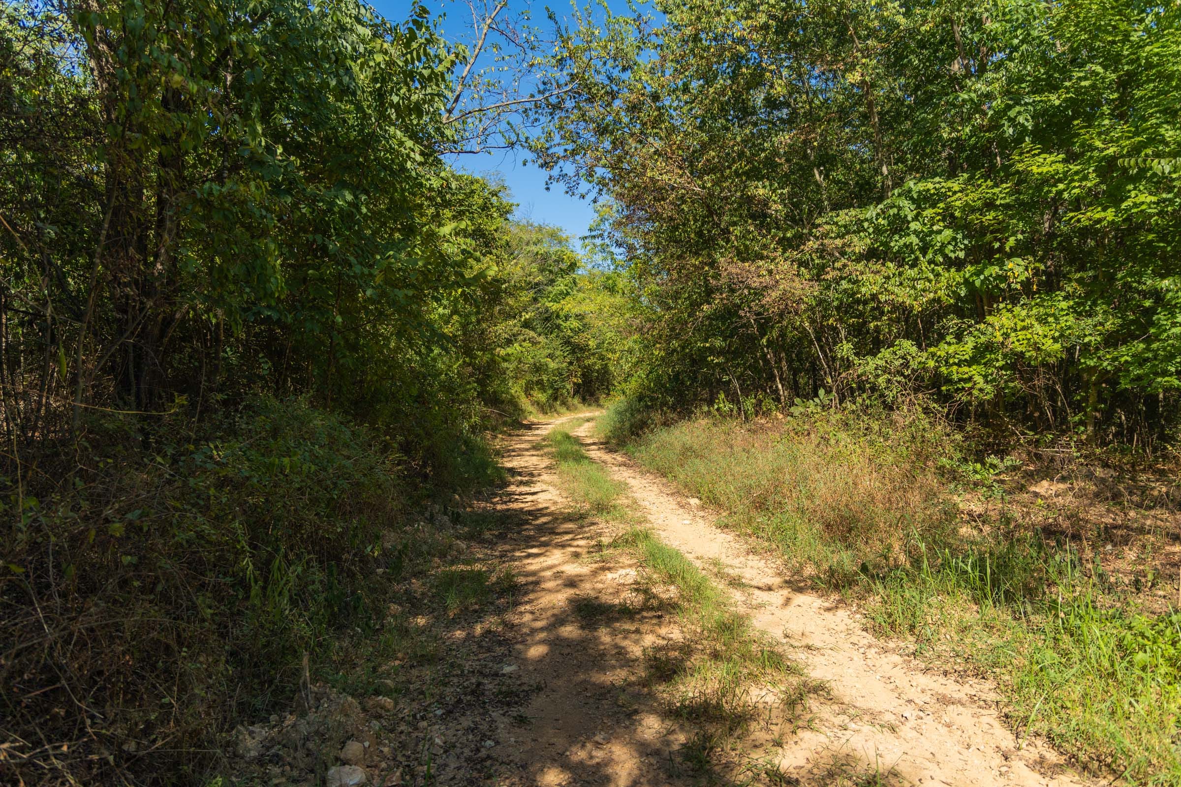 Big White Oak Tract 99 photo 1