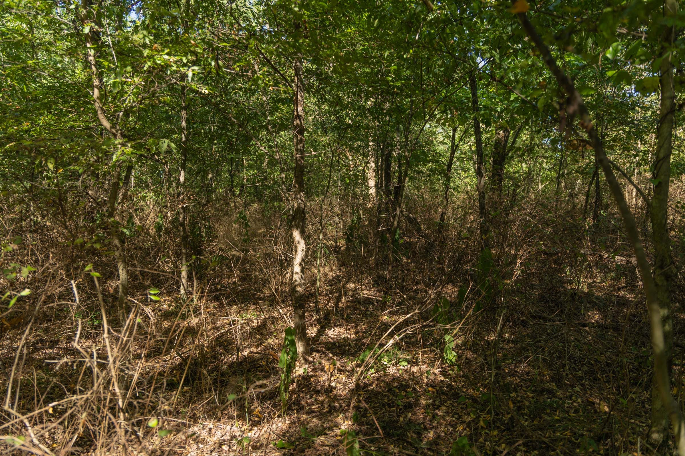 Big White Oak Tract 99 photo 9