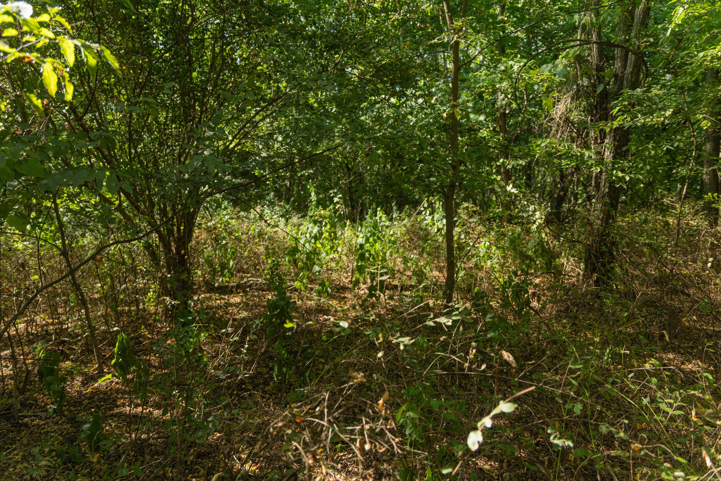 Big White Oak Tract 99 photo 8