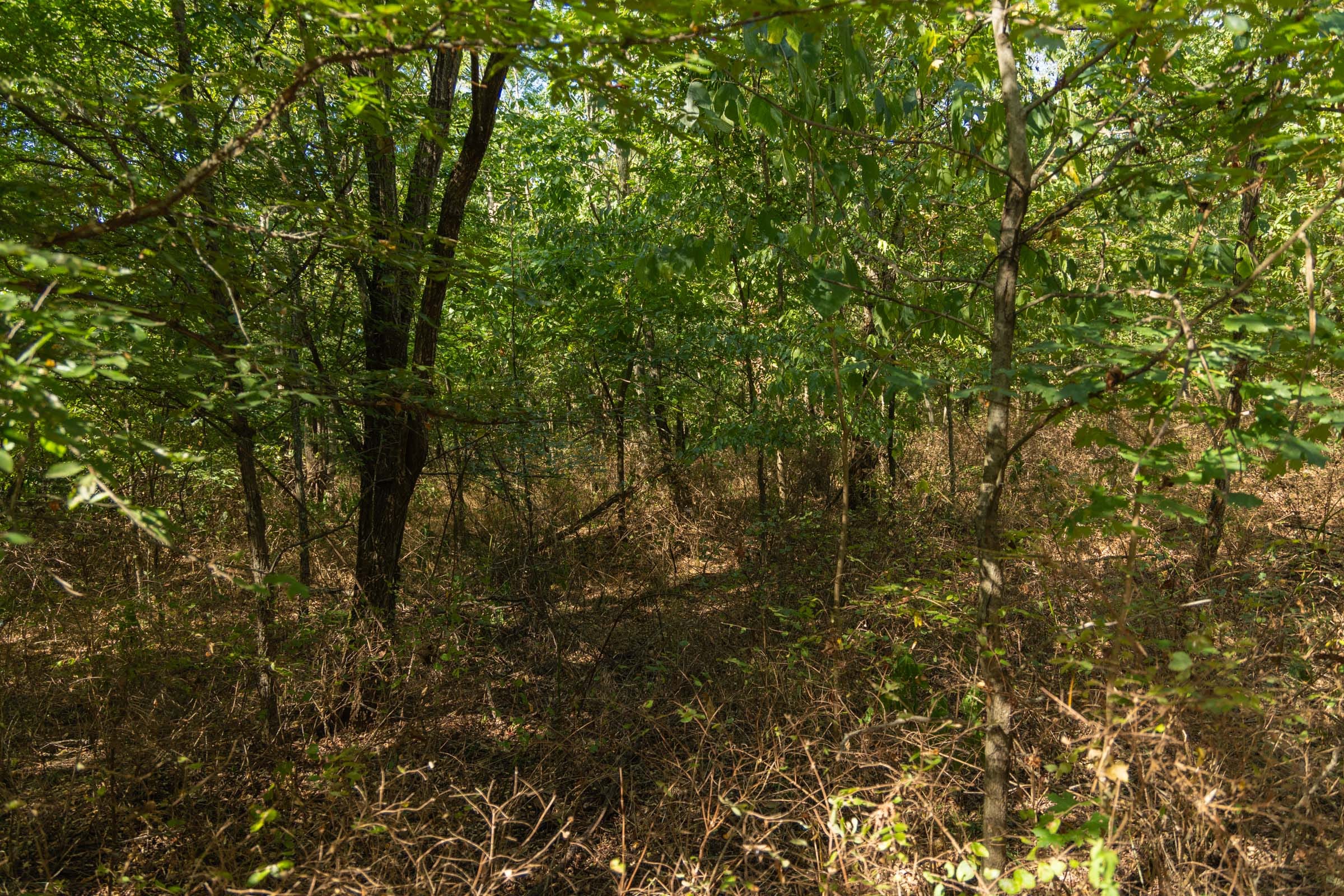 Big White Oak Tract 99 photo 5
