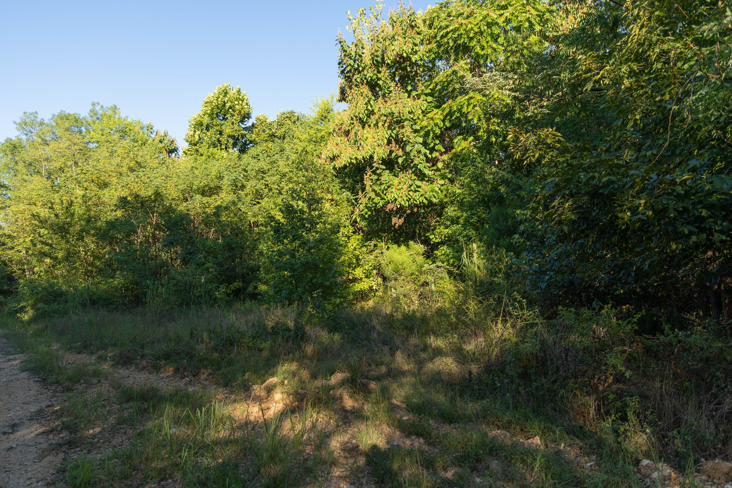 Big White Oak Tract 99 photo 4