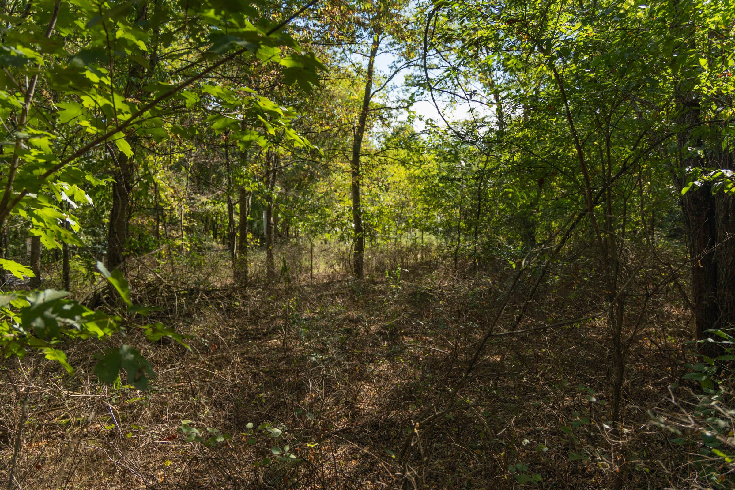 Big White Oak Tract 99 photo 2